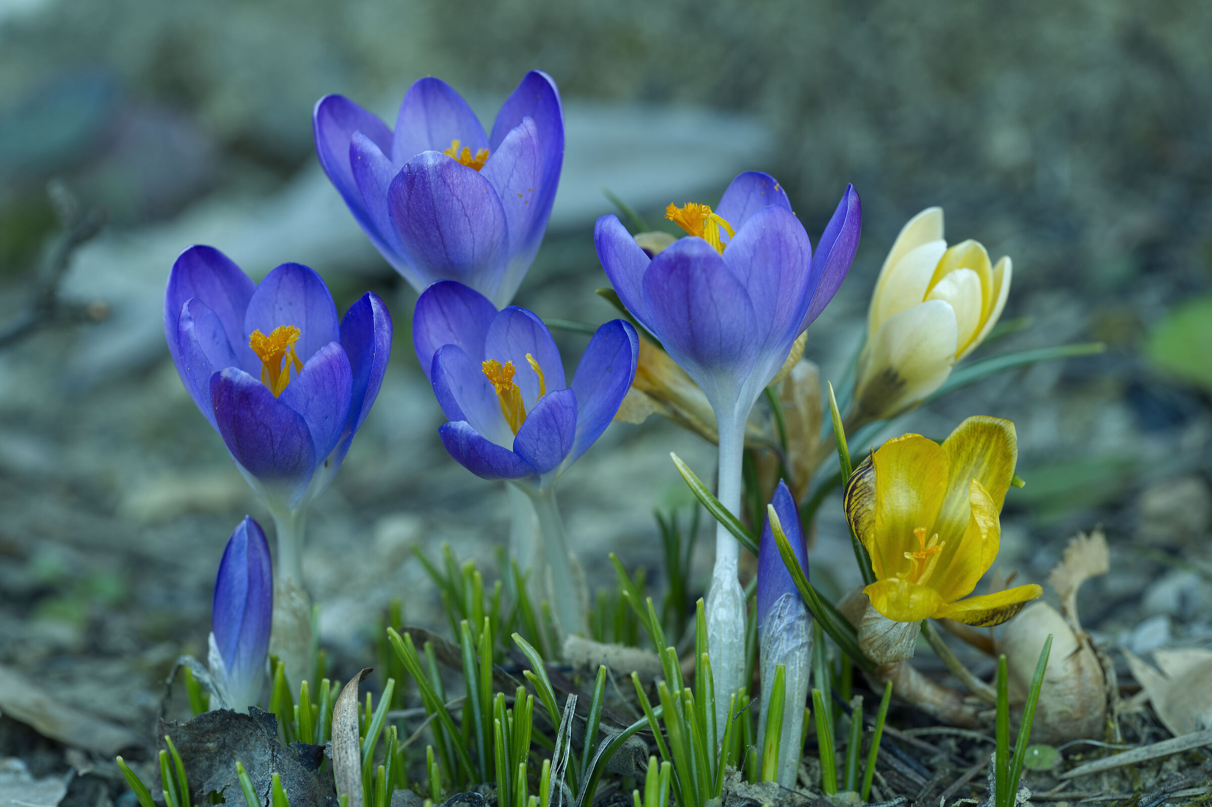 Crocus...