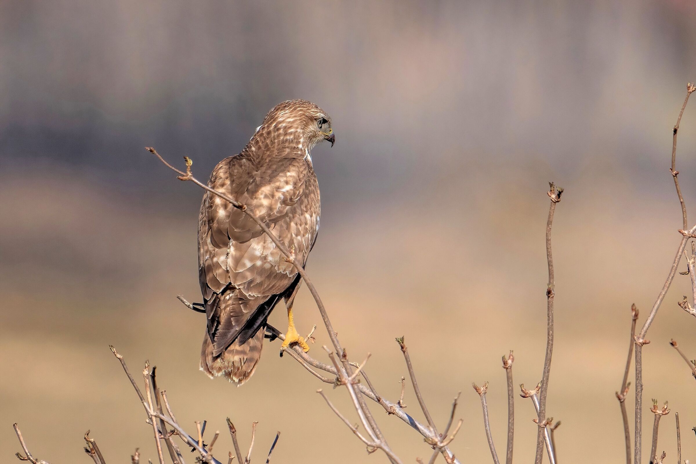 Buzzard (Buteo buteo)