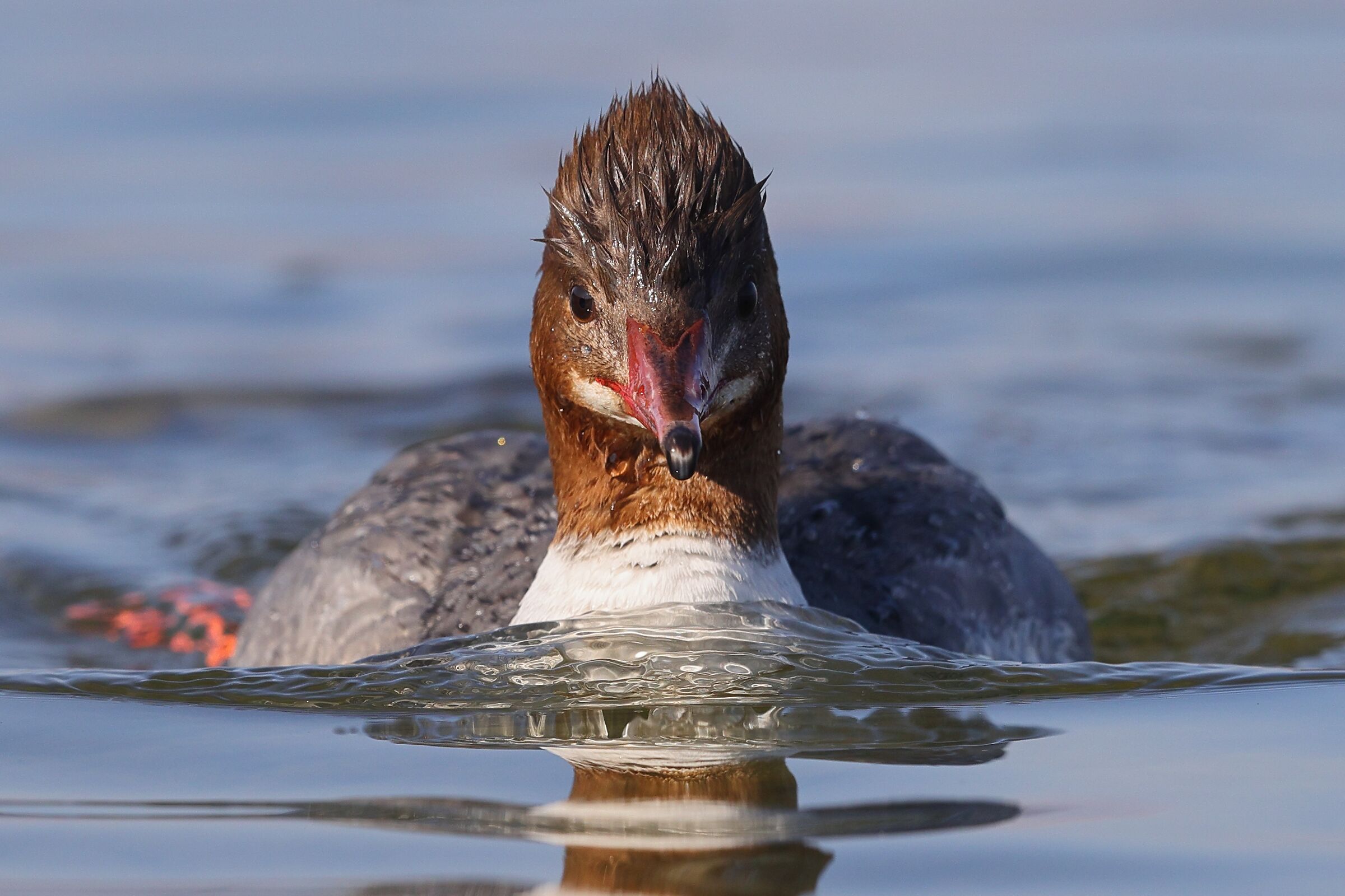 Smergo maggiore femmina