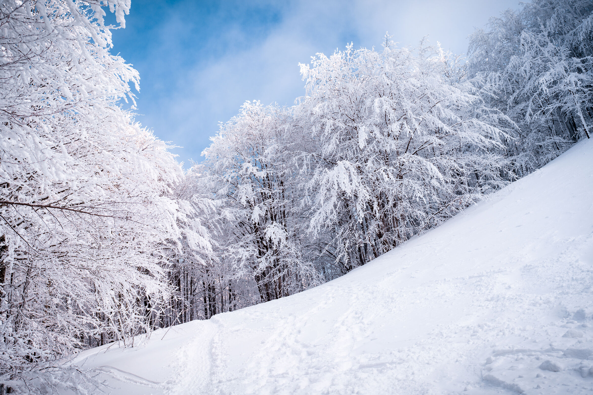 A zonzo per i boschi innevati