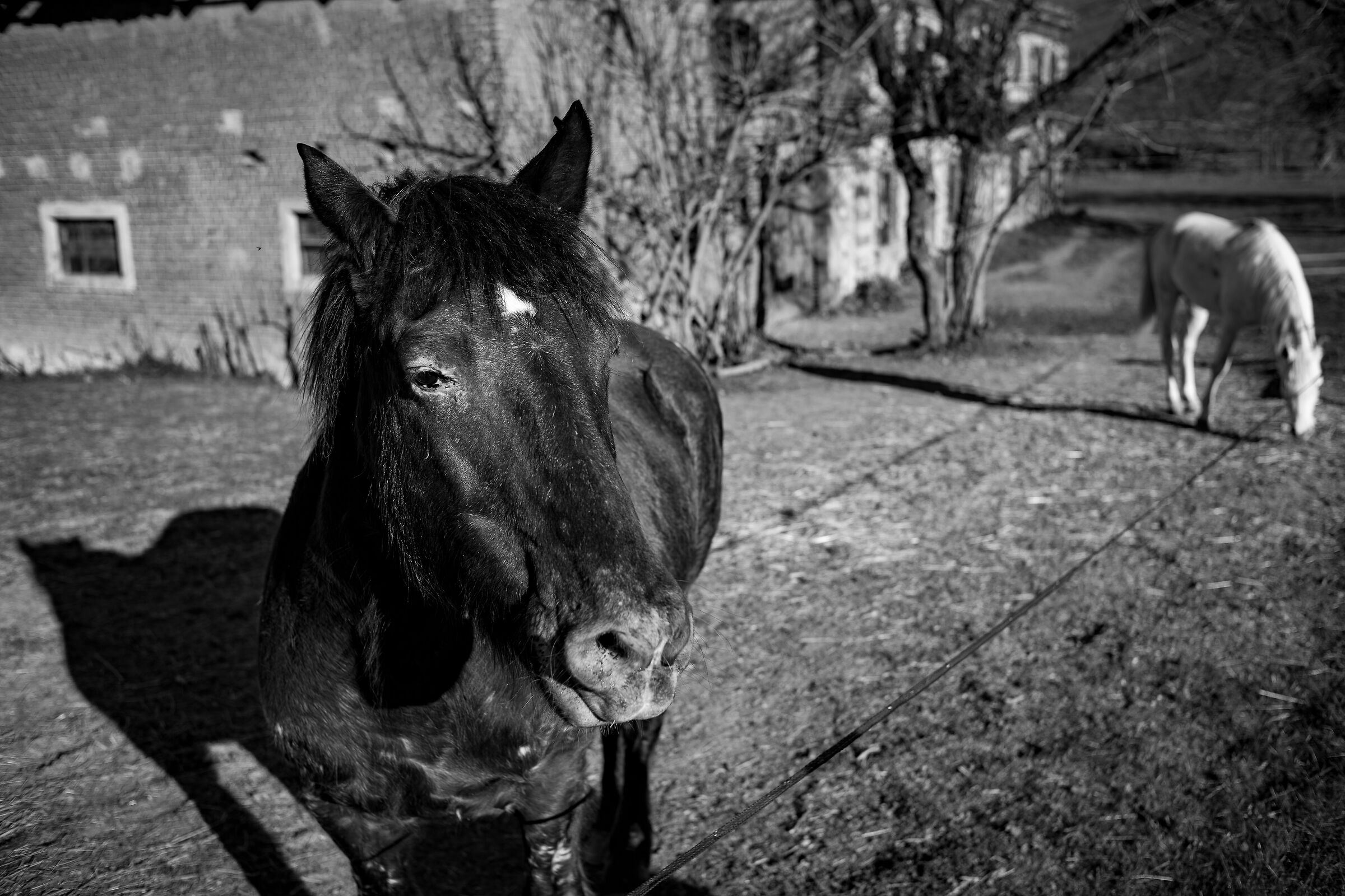 Horses BW