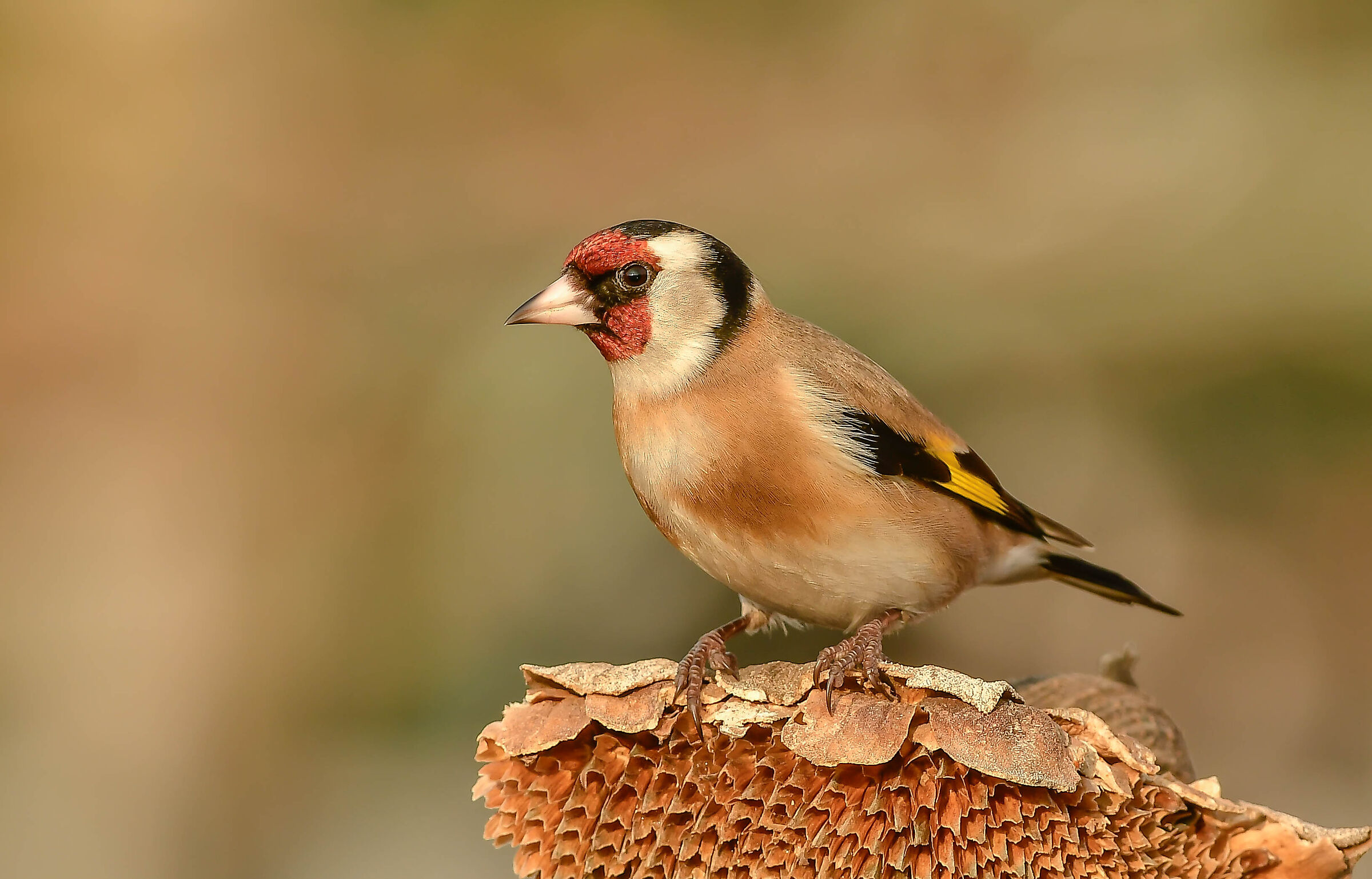 Cardellino