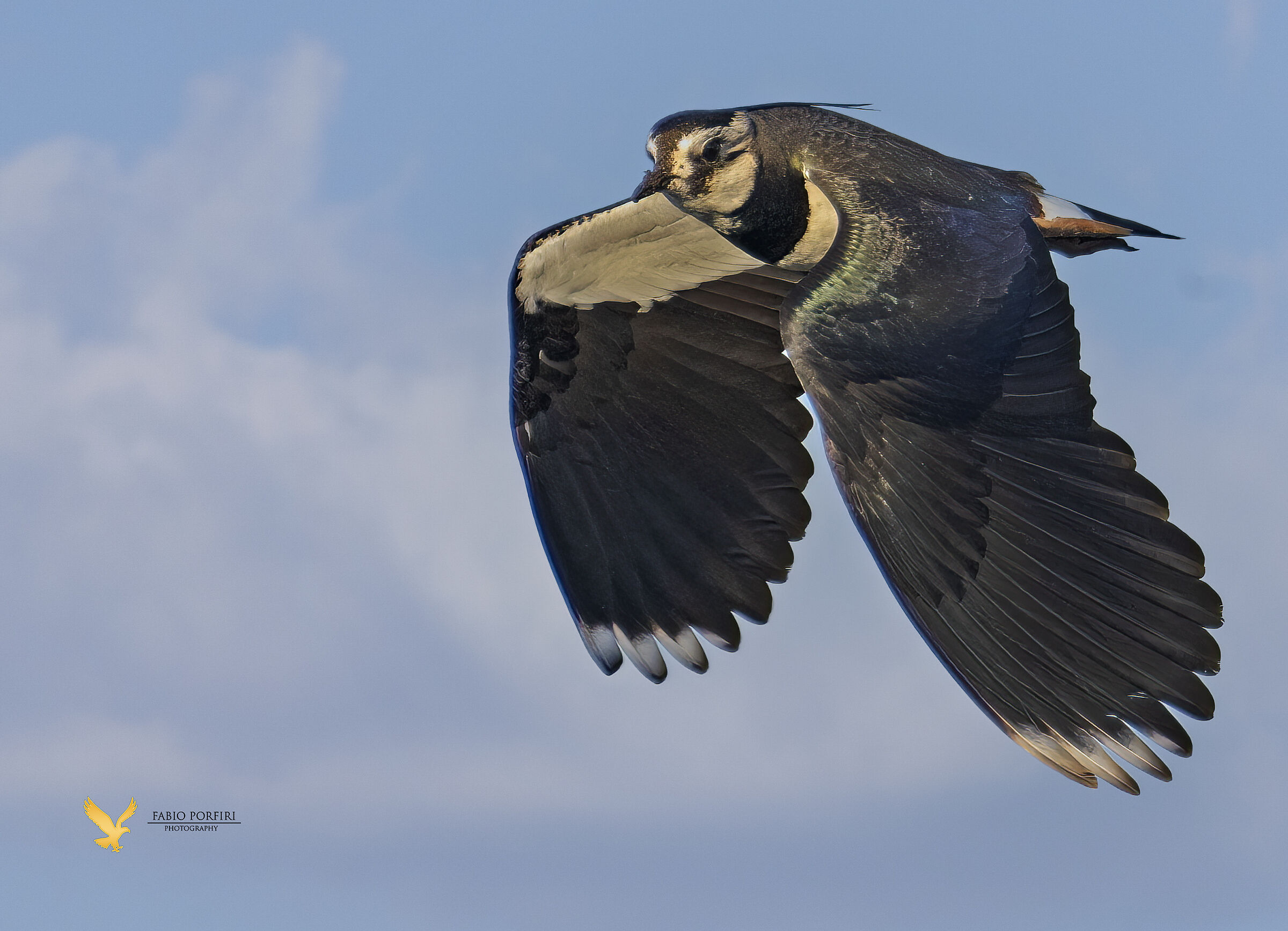 una solitaria pavoncella