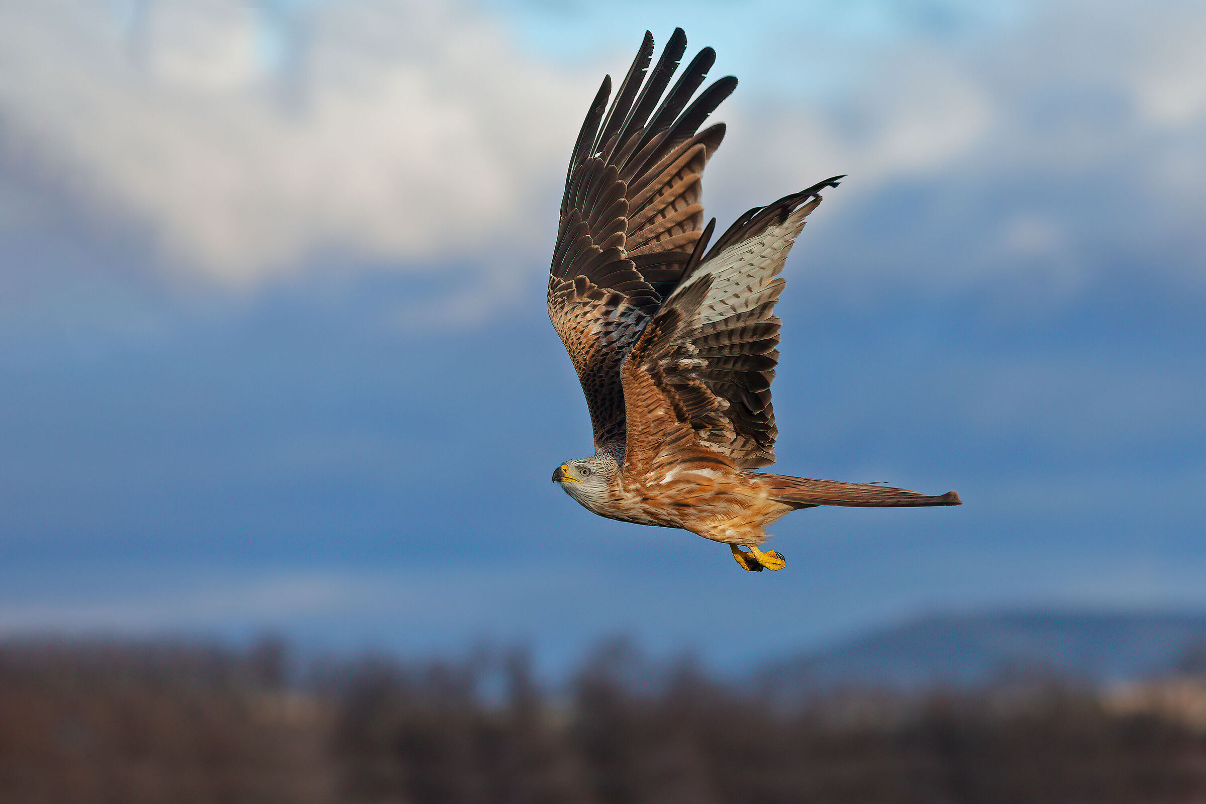 Nibbio Reale... dopo il temporale...