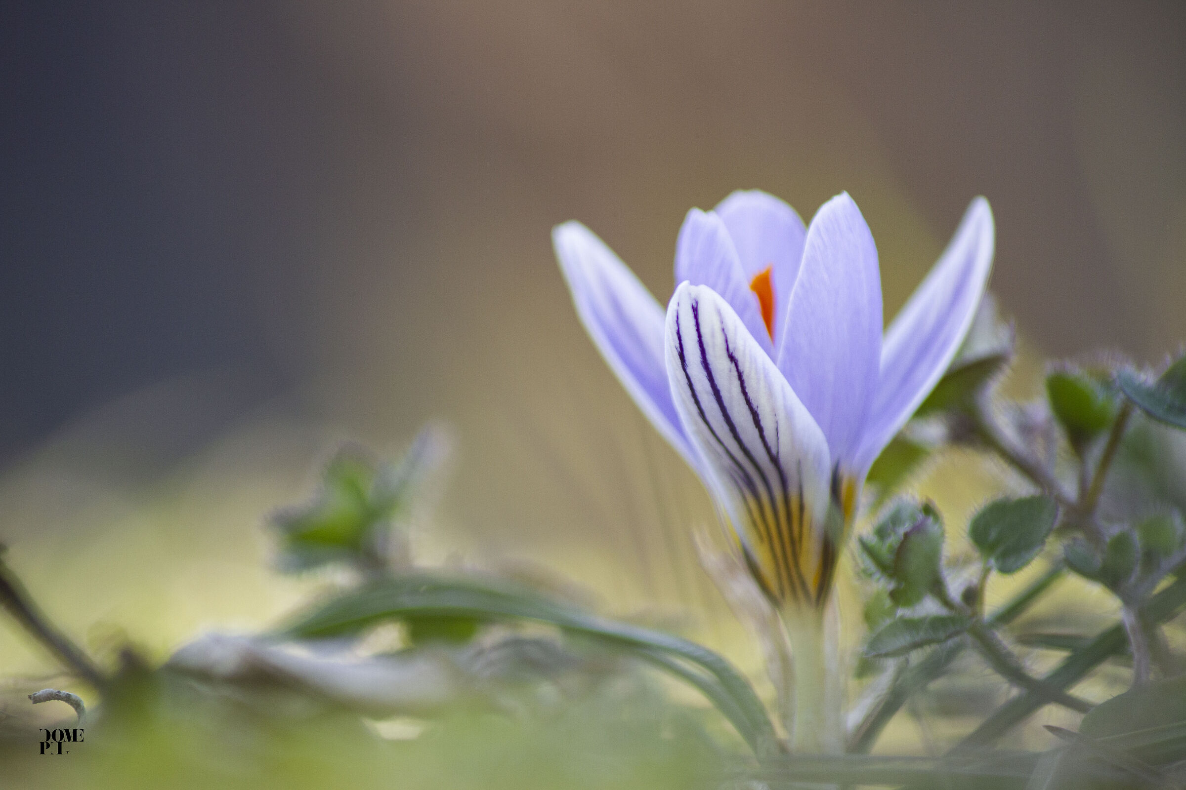 fioritura Crocus