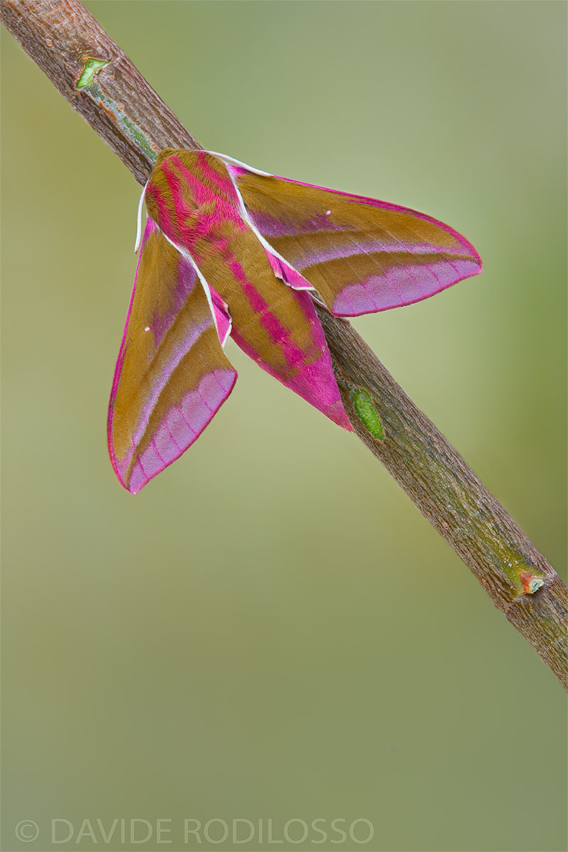 Deilephila Elpenor (Elephant Hawk-Moth) 2