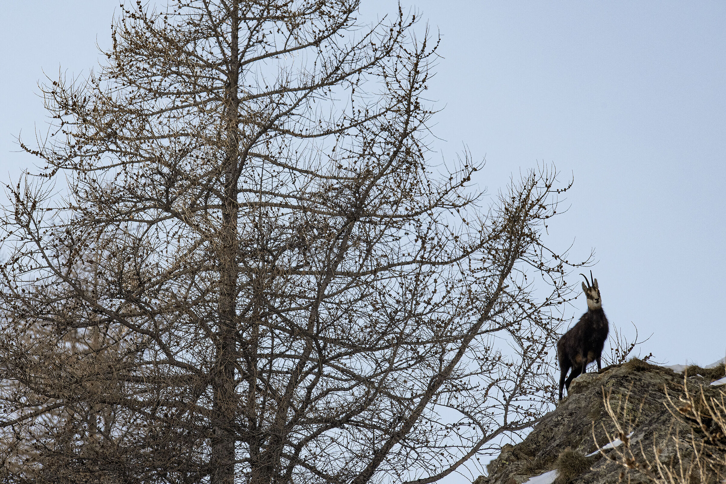 Chamois