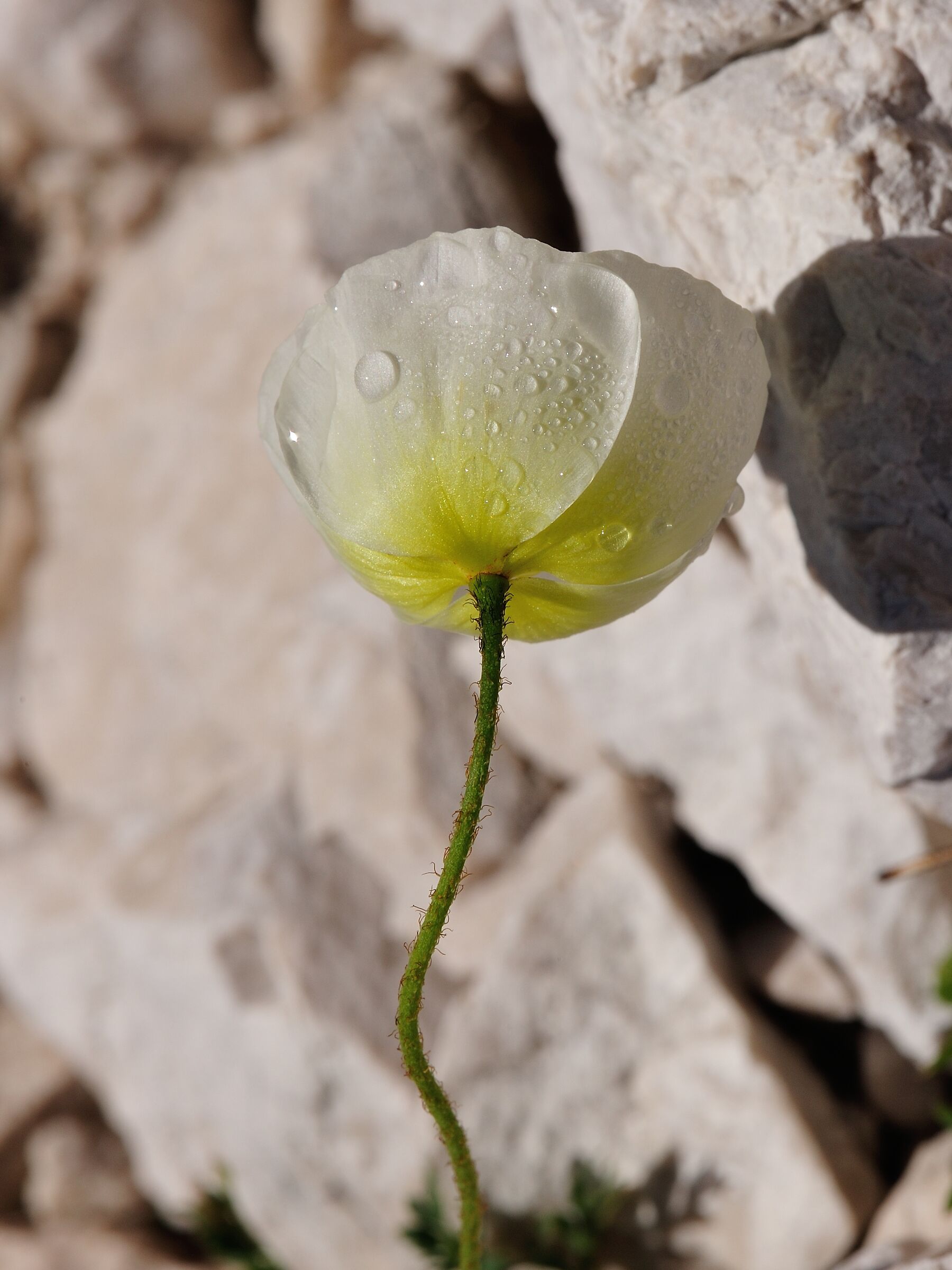 Papaver alpinum subsp. ernesti-mayeri