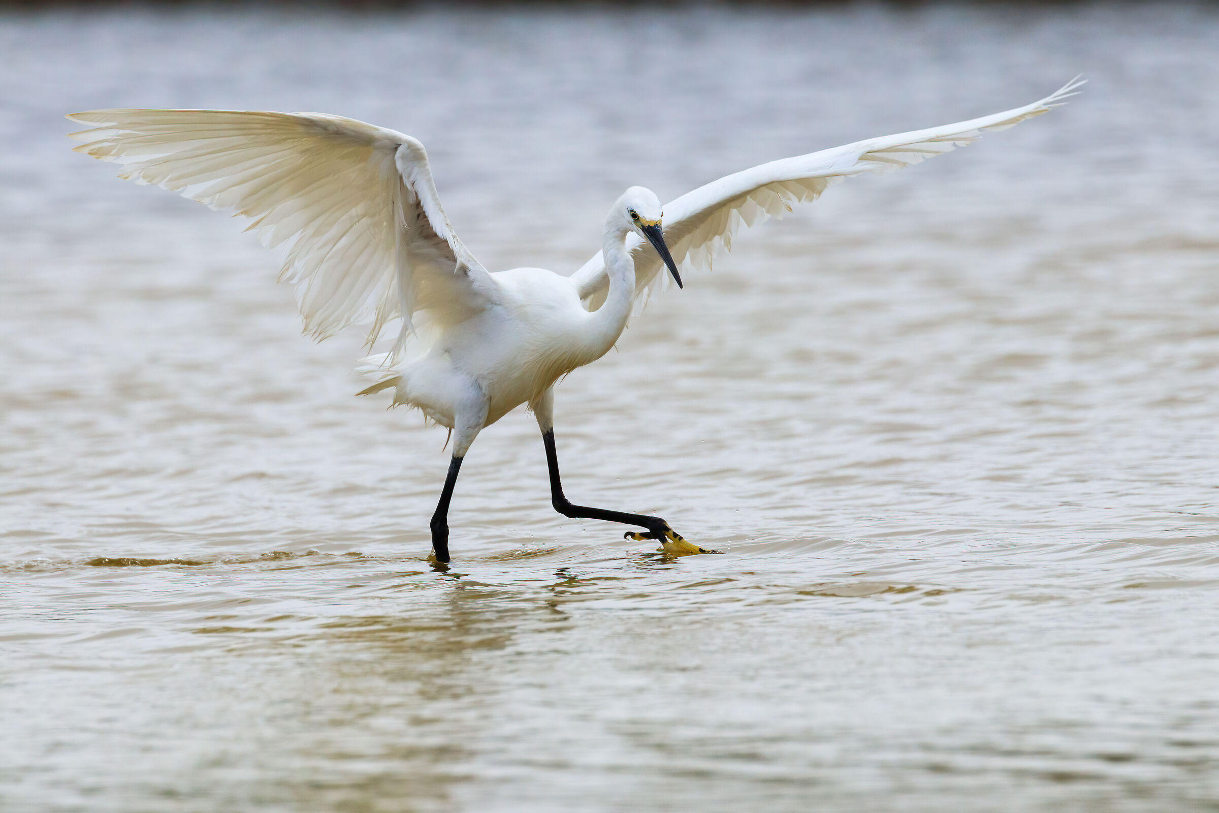 Danza dell'acqua