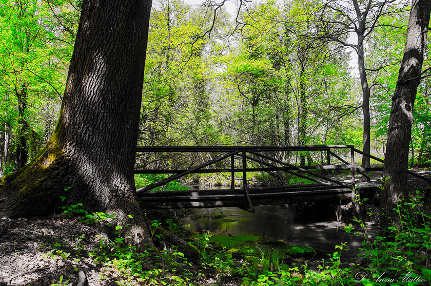 through the undergrowth