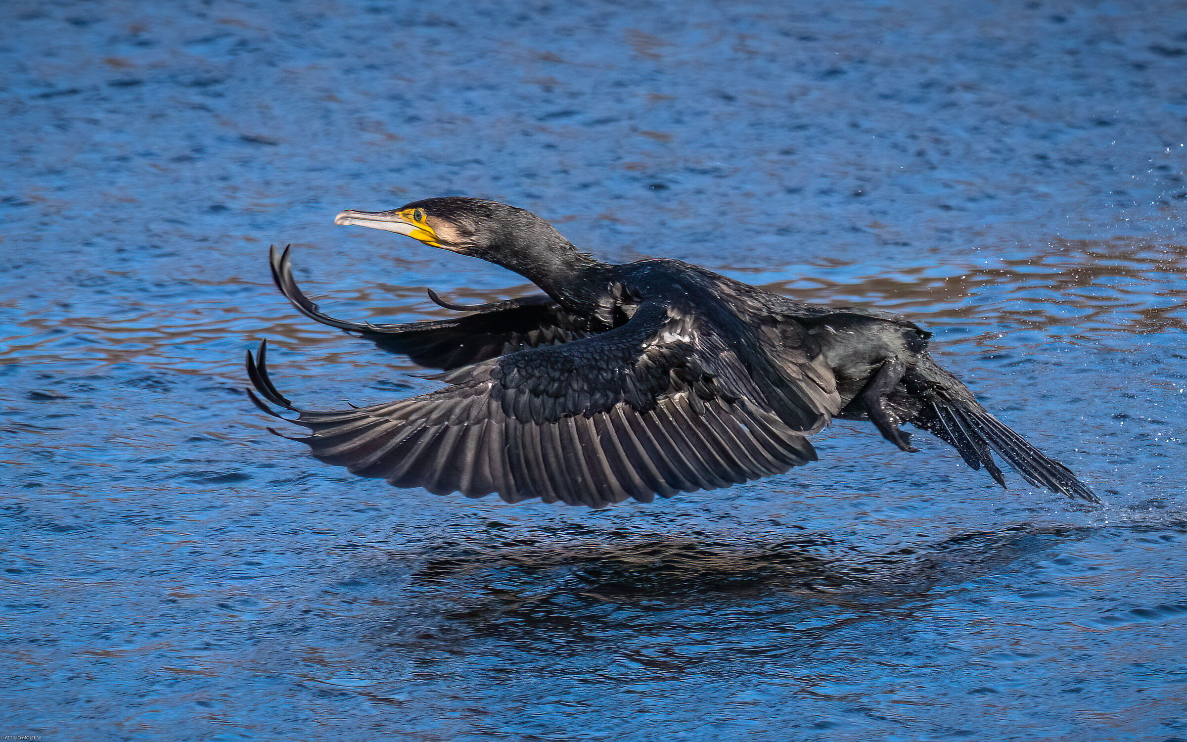 Cormorant