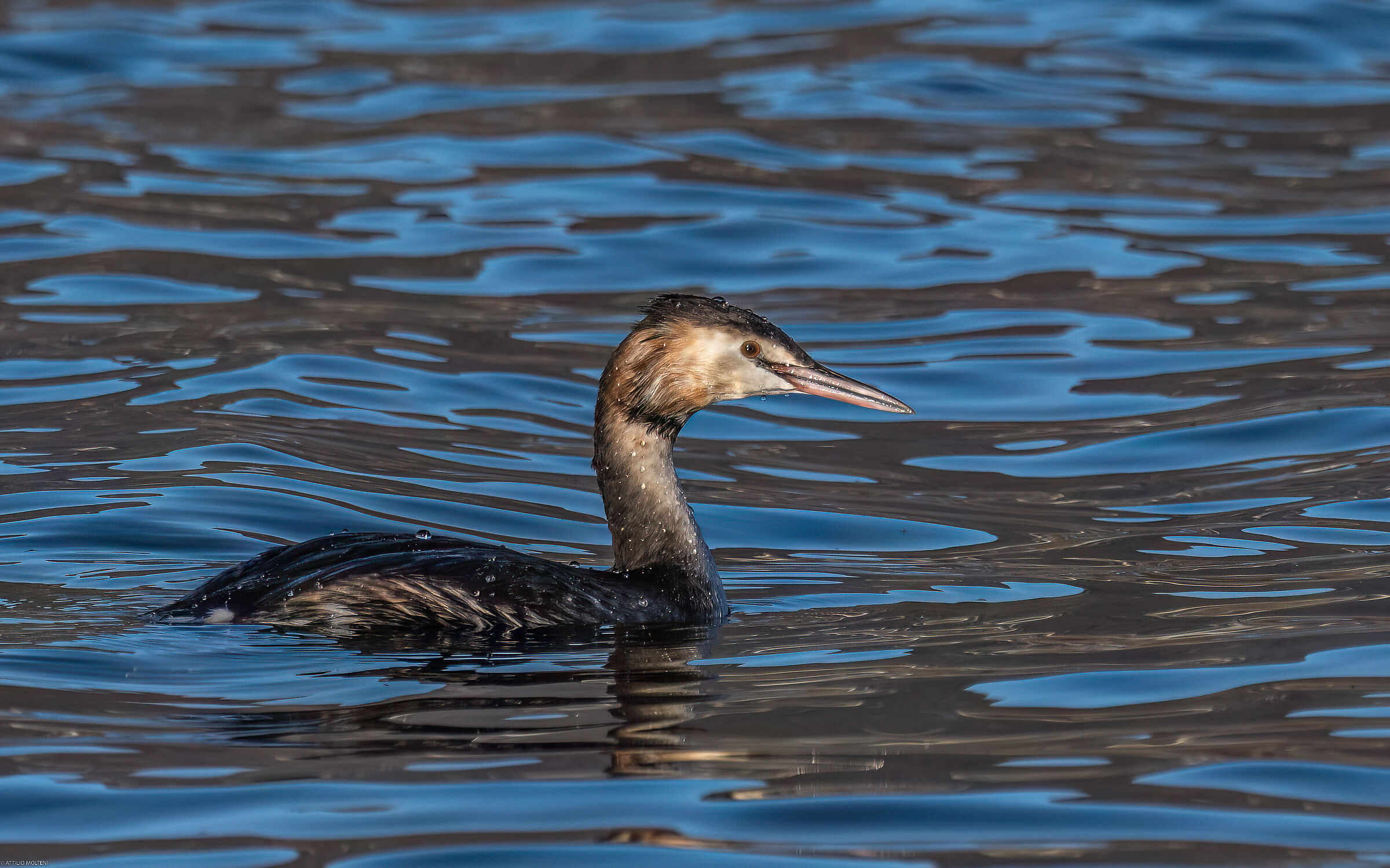 Great crested grebe