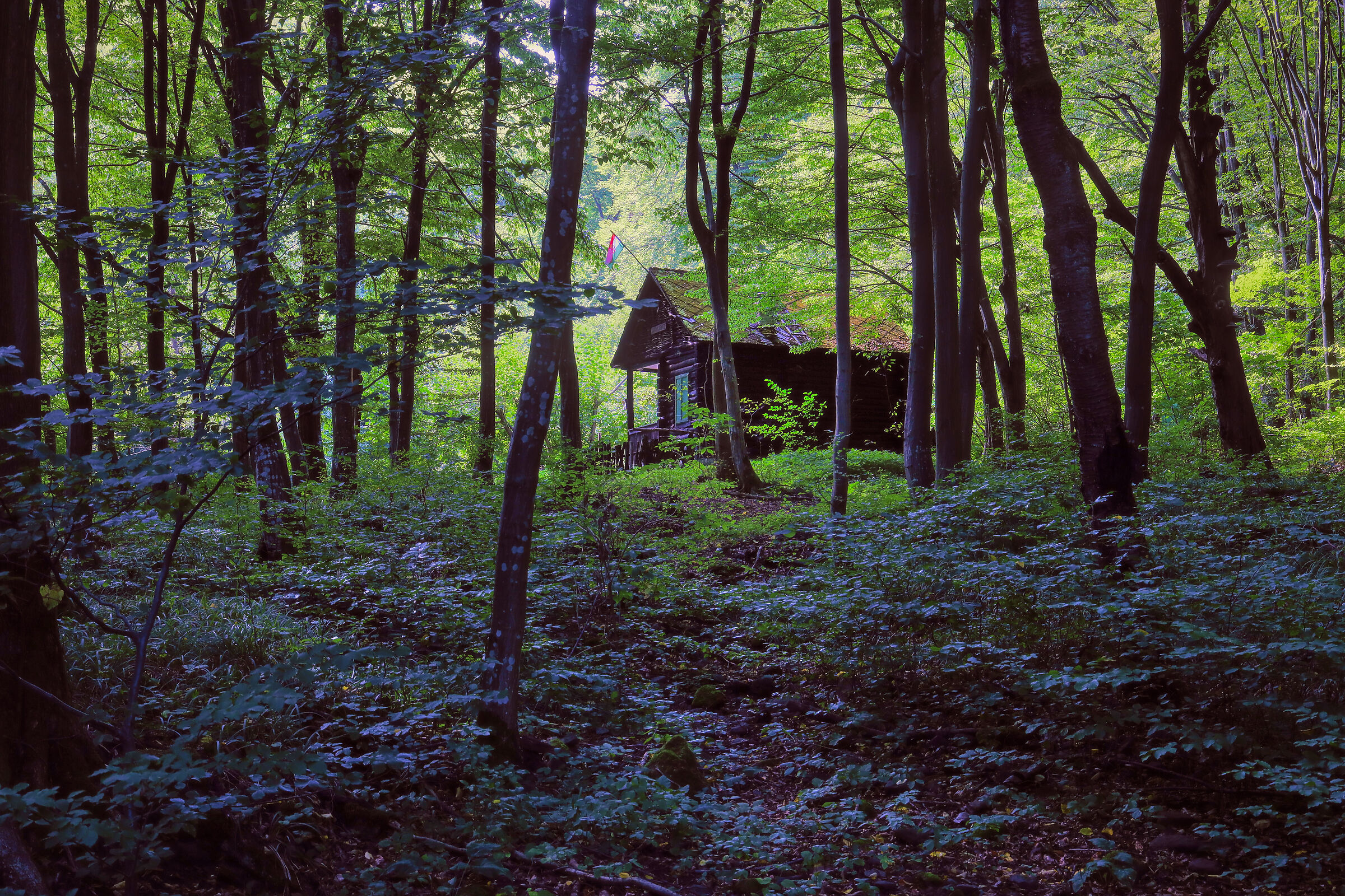 hut in the woods