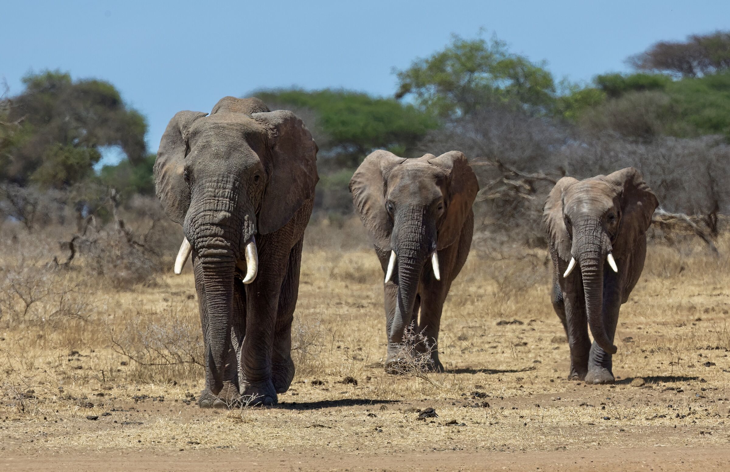 Large, medium e small