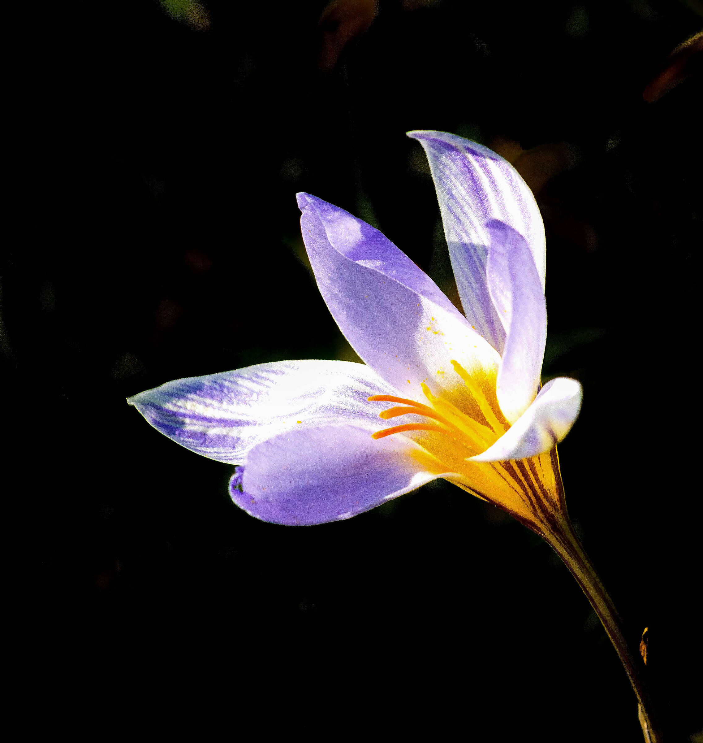 Crocus