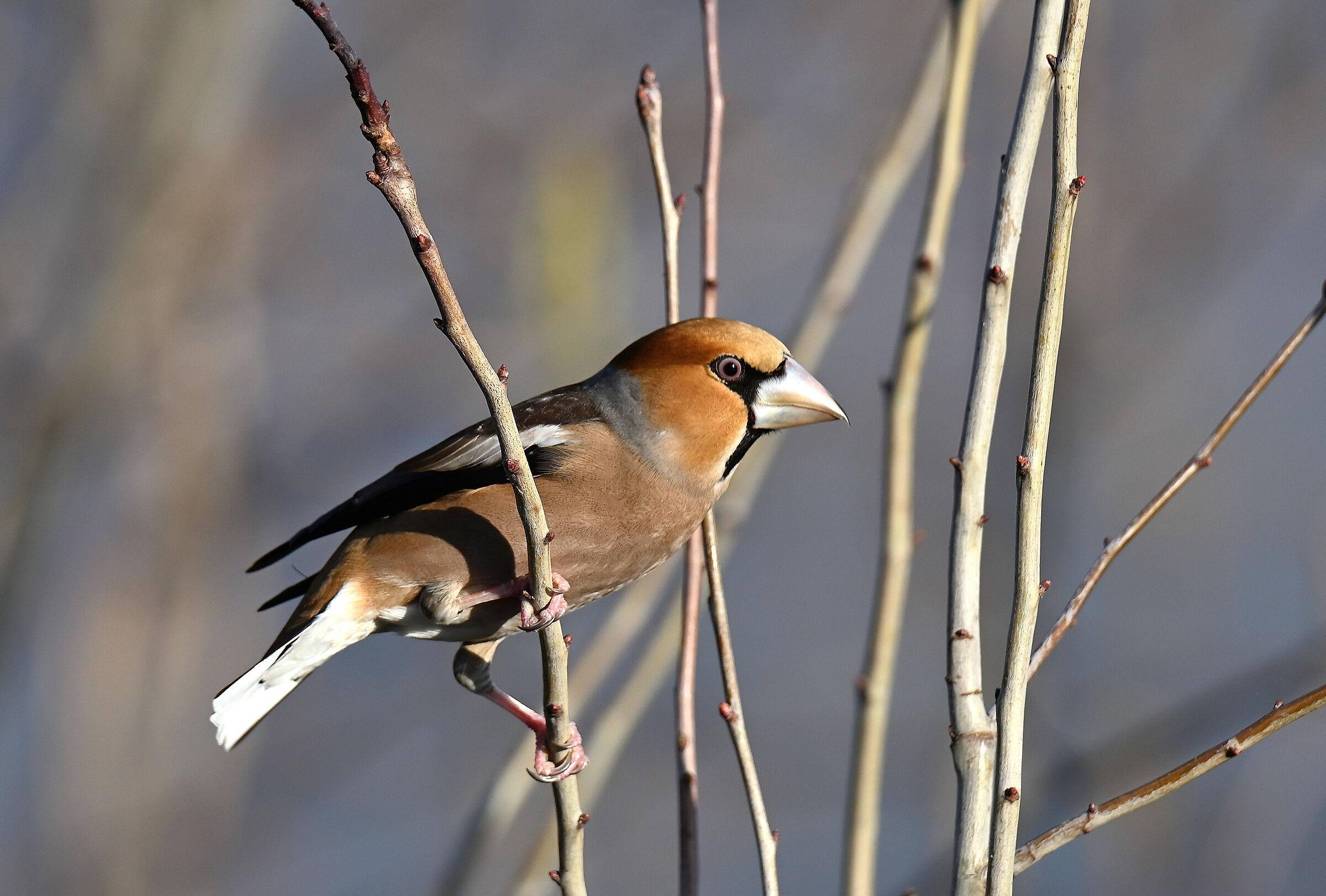 il bel frosone maschio