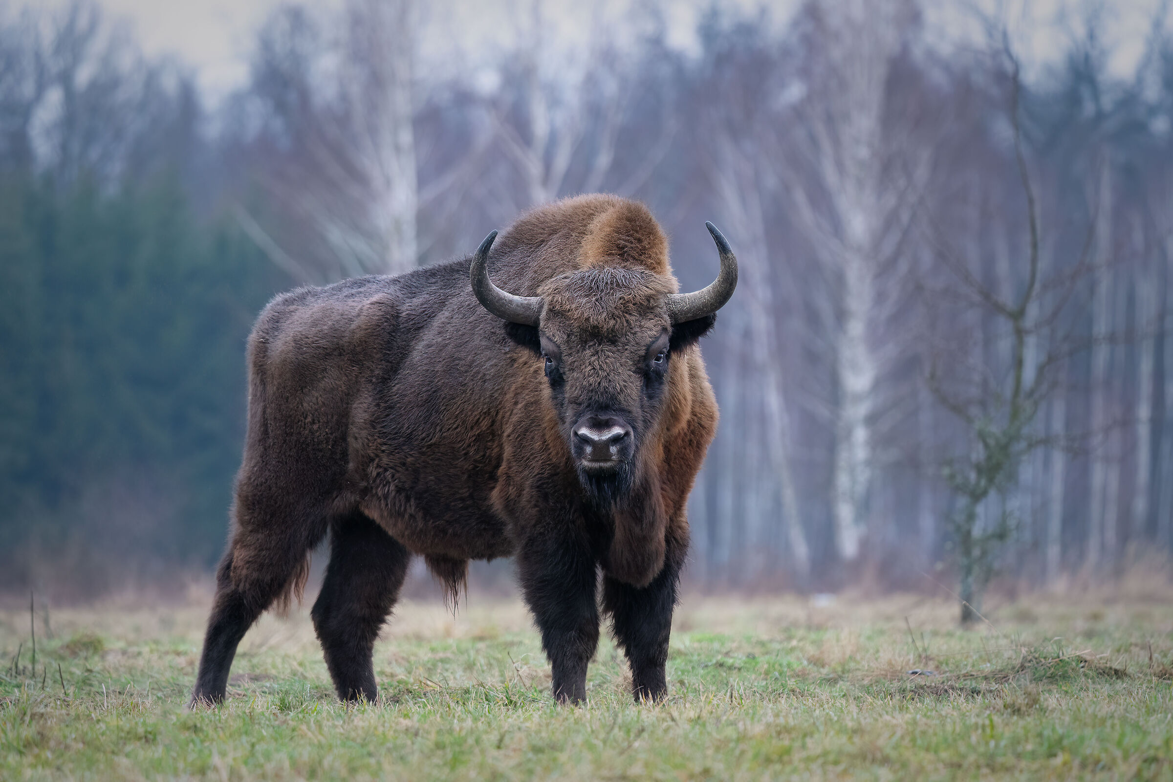 Bison