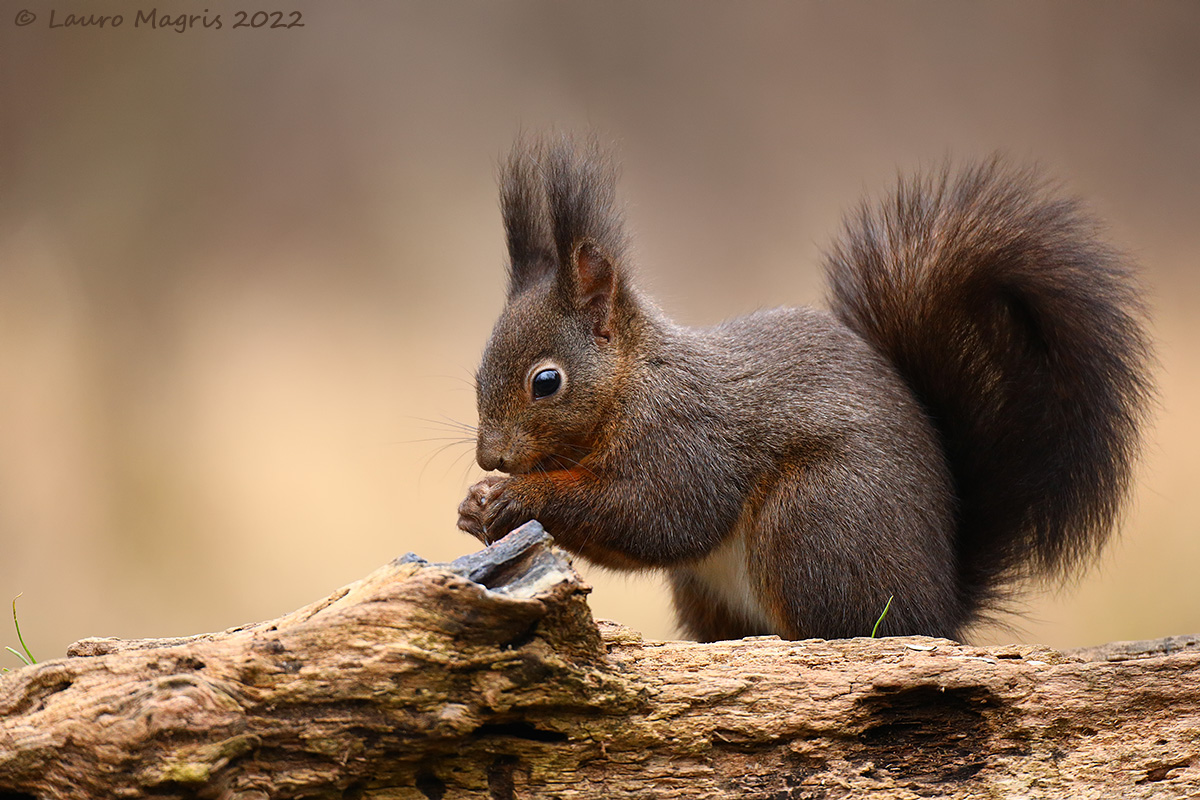 With leg pads joined