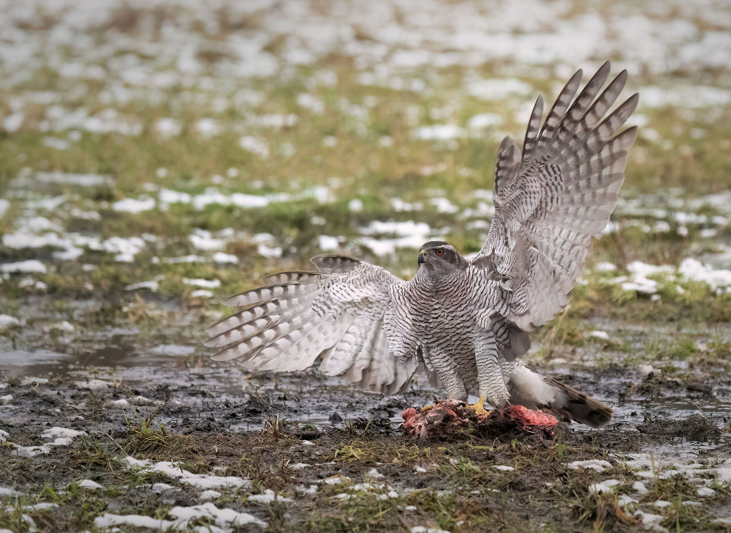 Goshawk