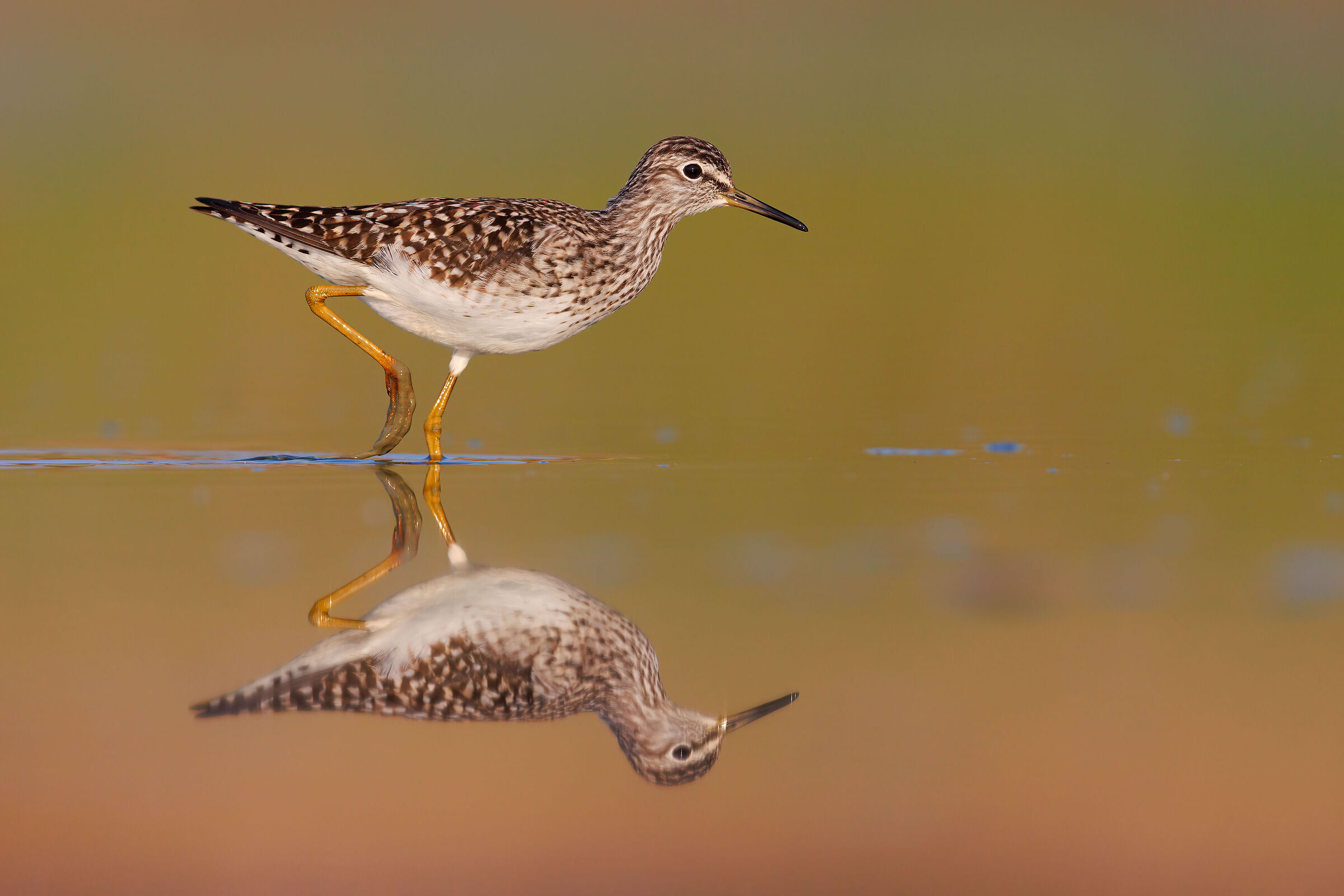 Sandpiper Pyro Boschereccio