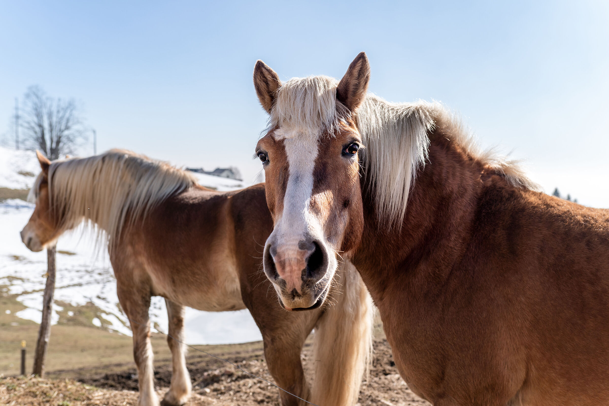 Horses