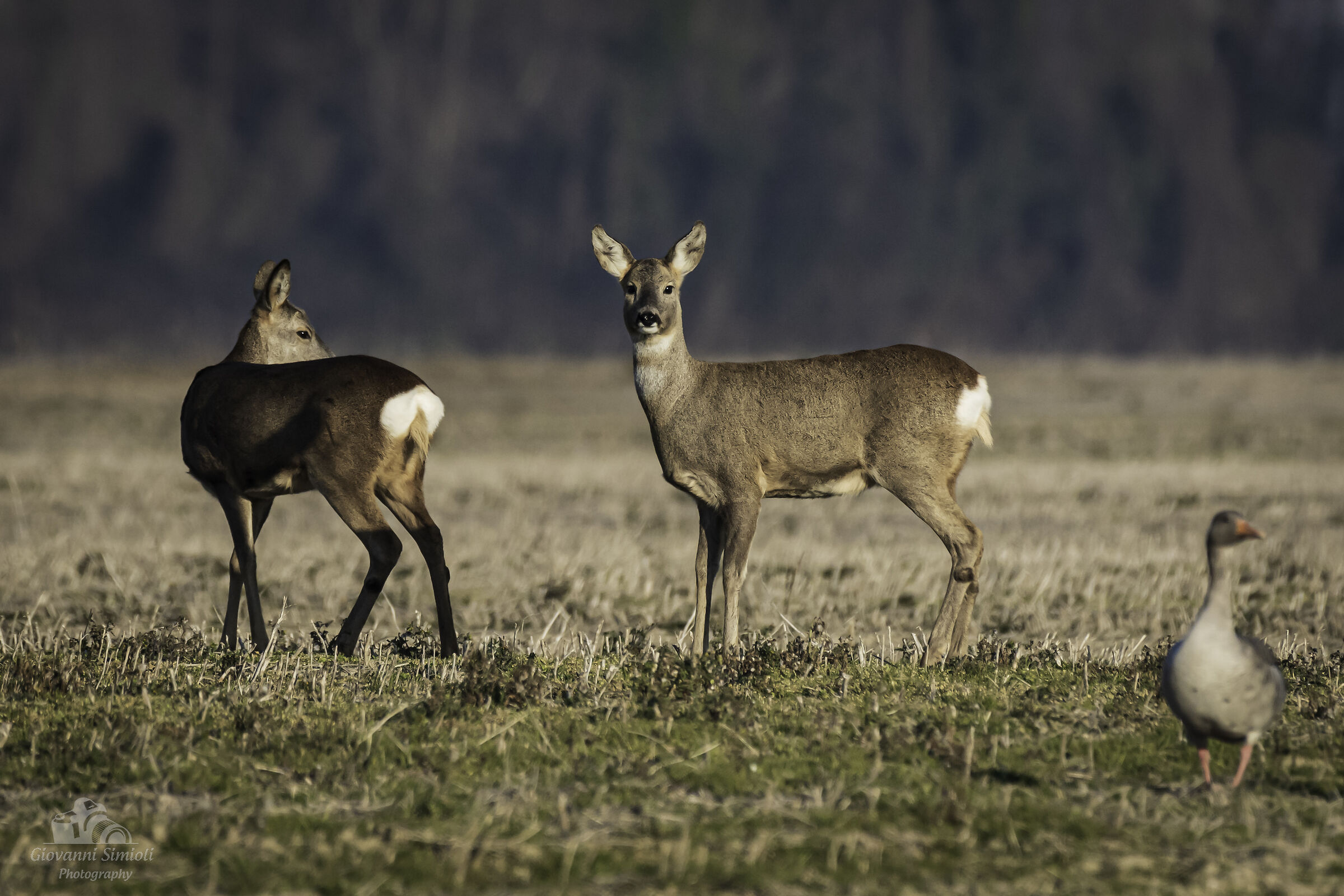 Caprioli all'Isola della Cona