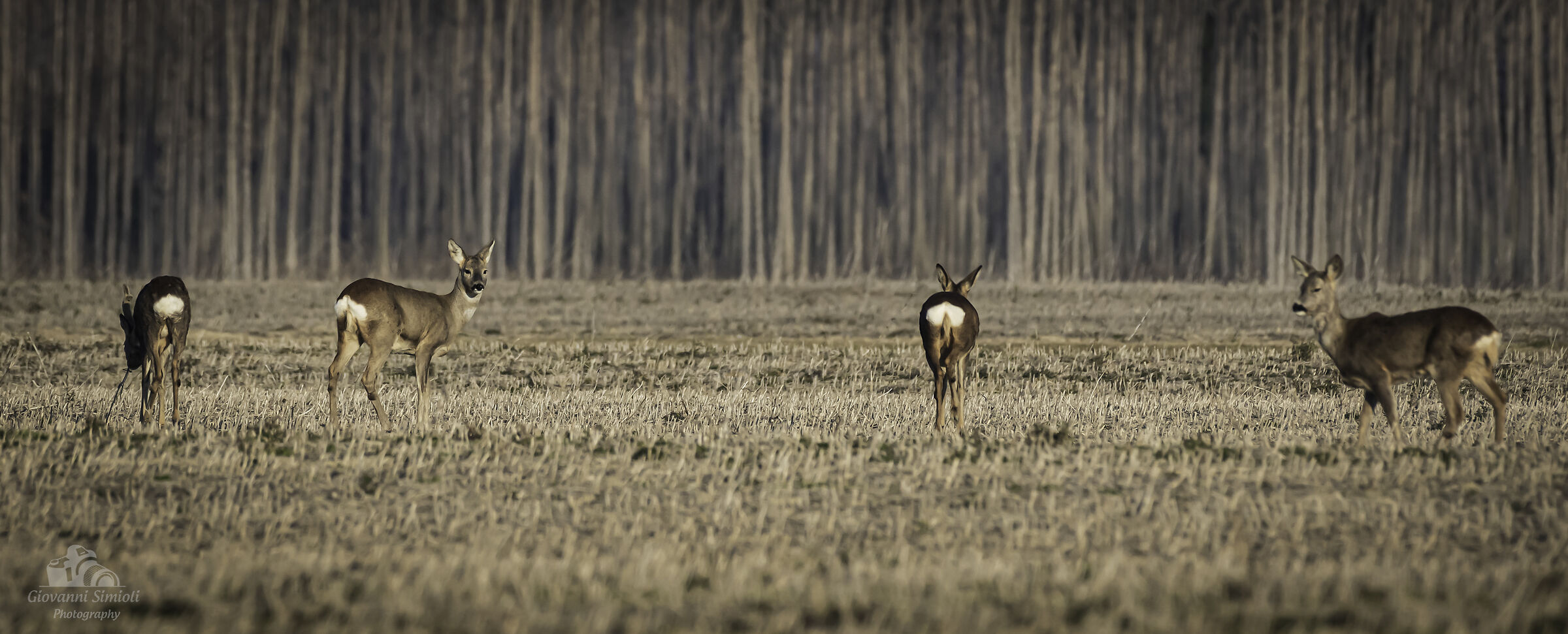 Caprioli all'Isola della Cona