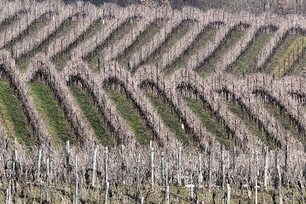 la vigna d'inverno 2