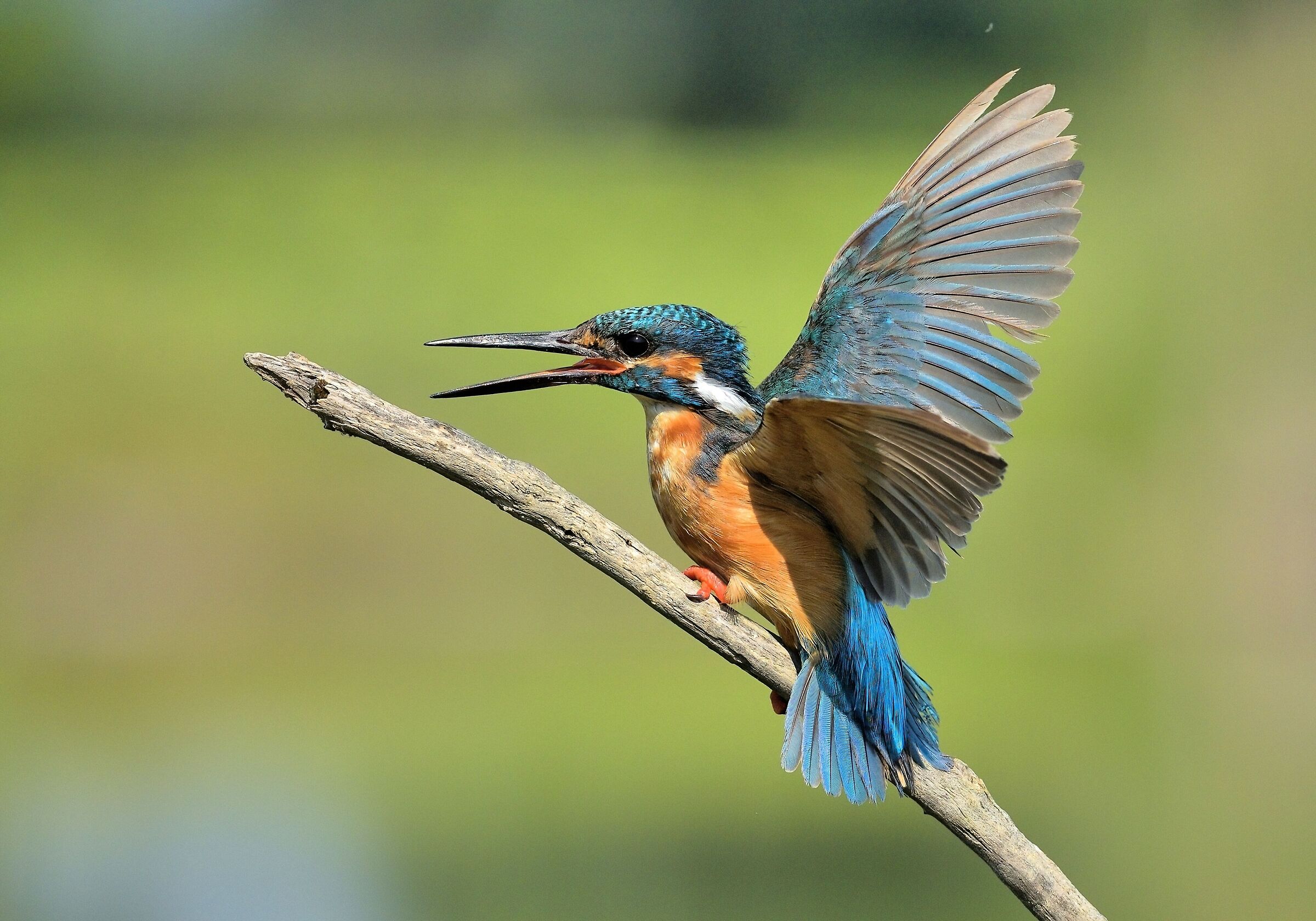 Martin pescatore (Alcedo atthis)