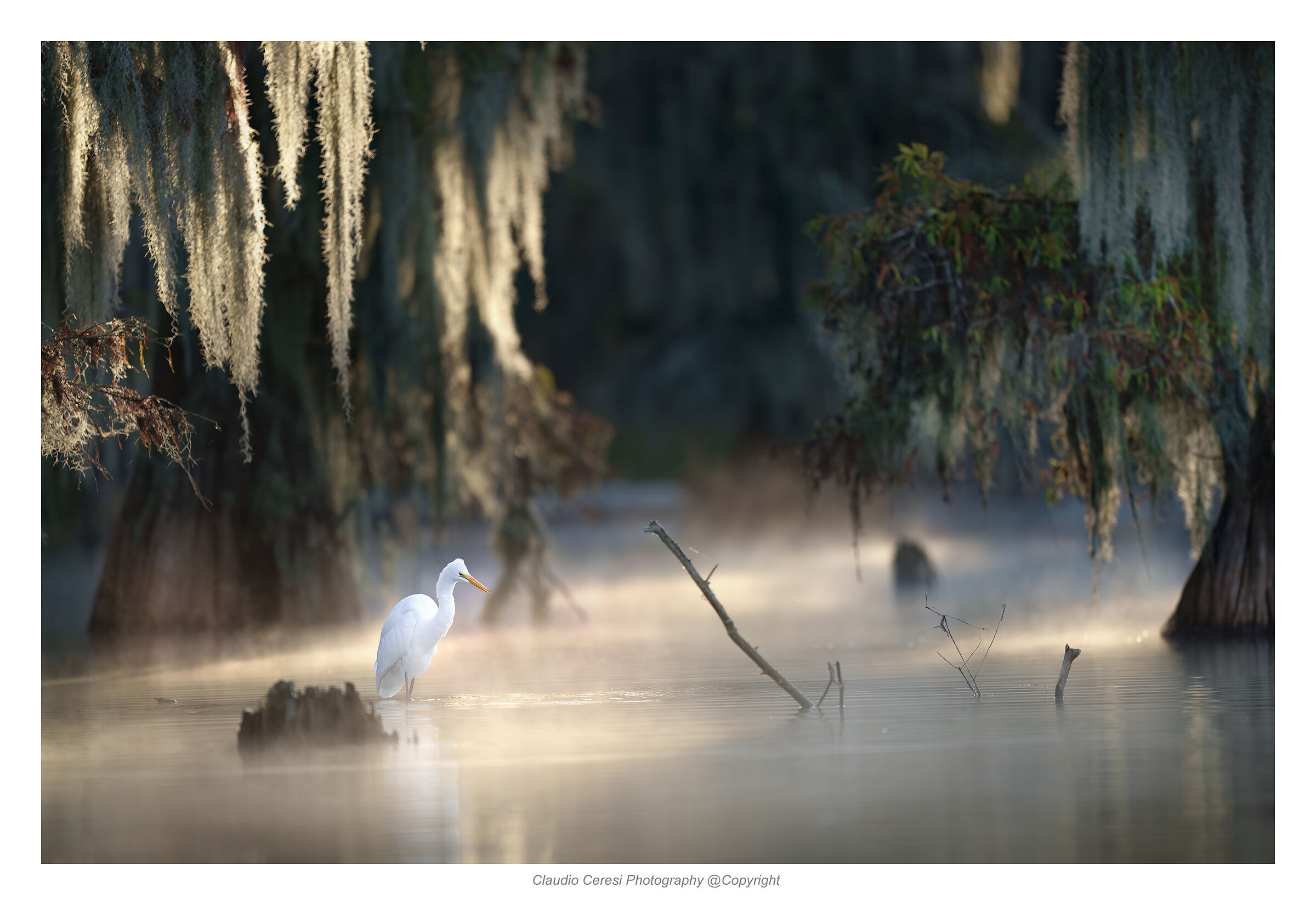 White heron in the light of dawn