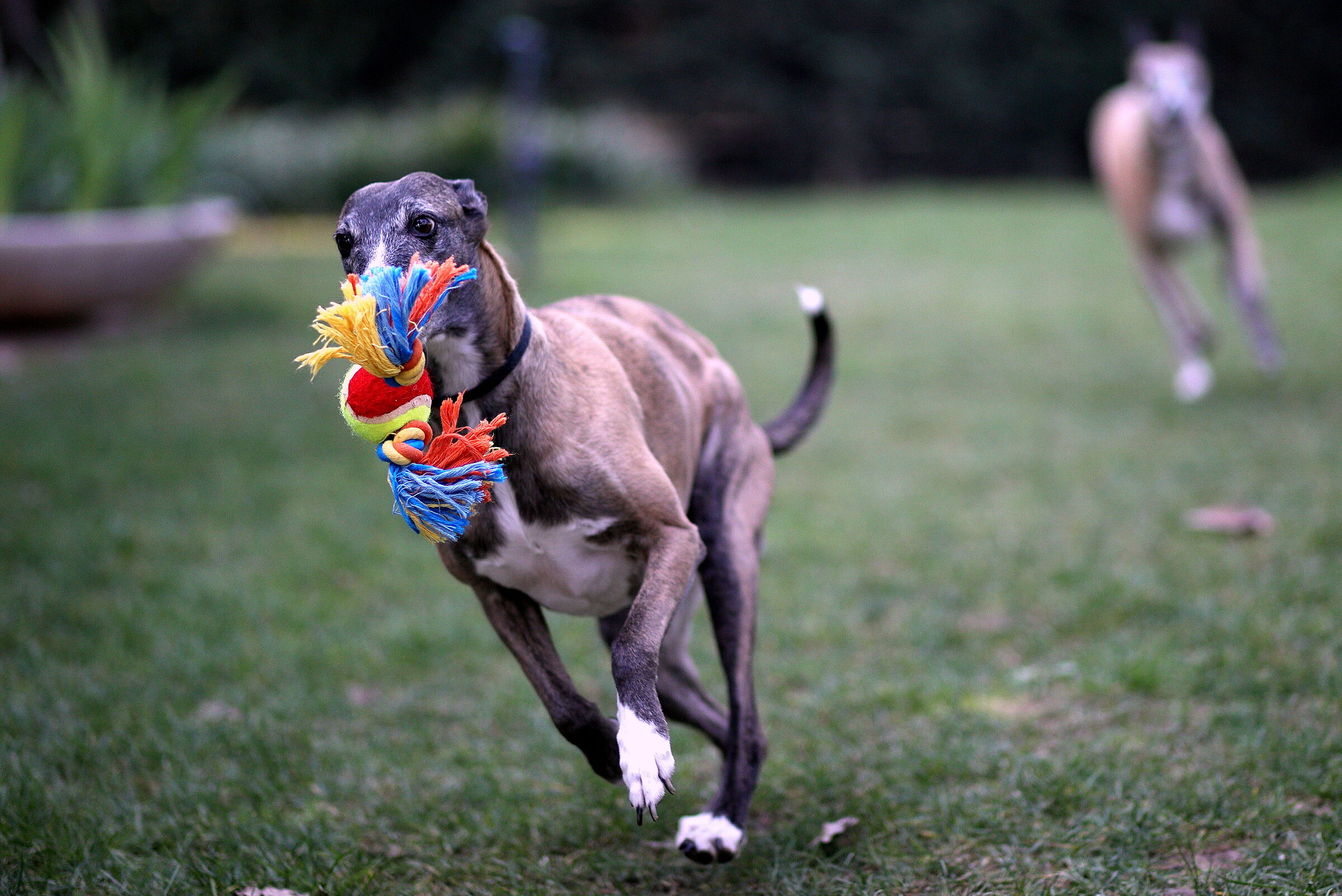 The favorite pastime.