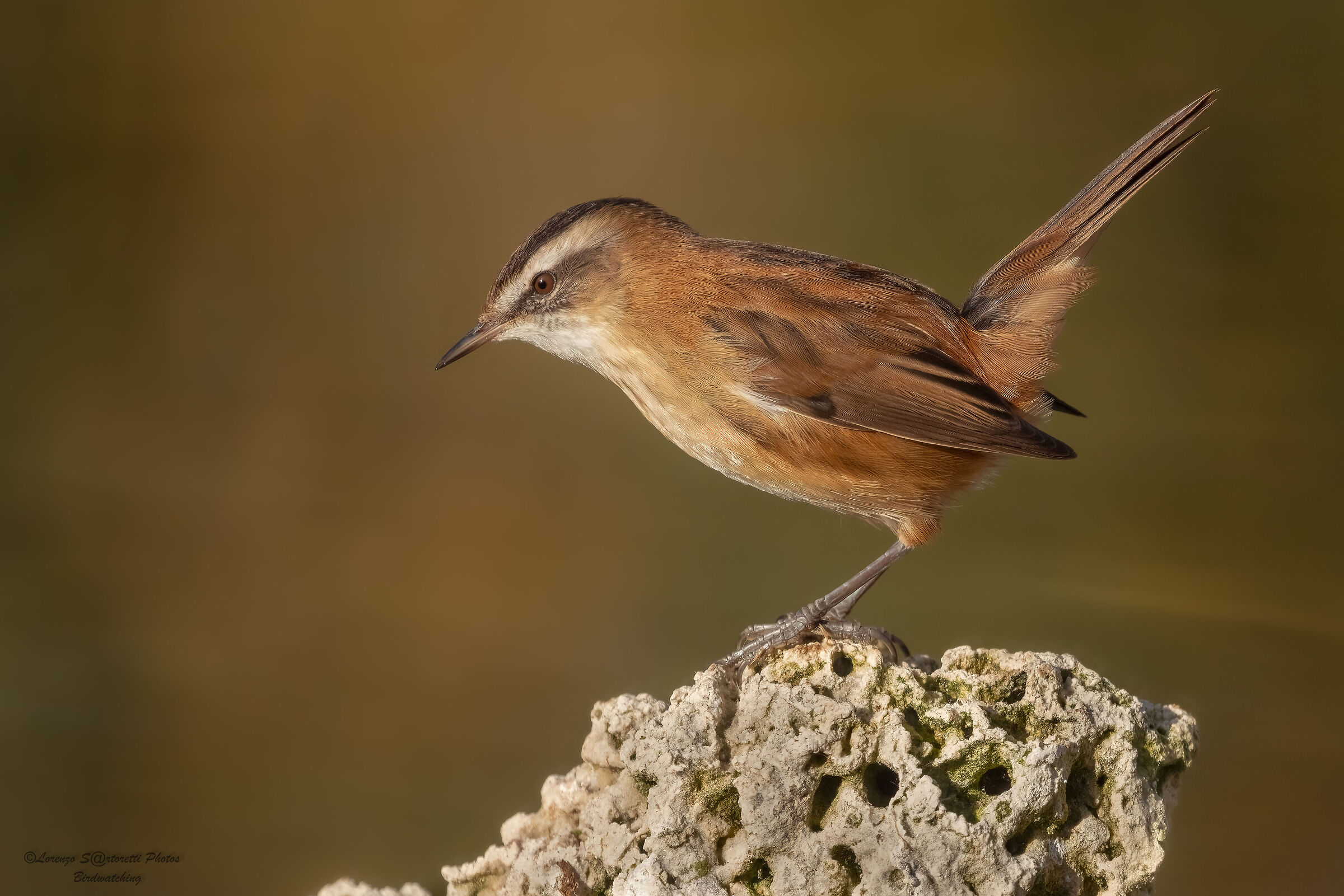 Forapaglie castagnolo