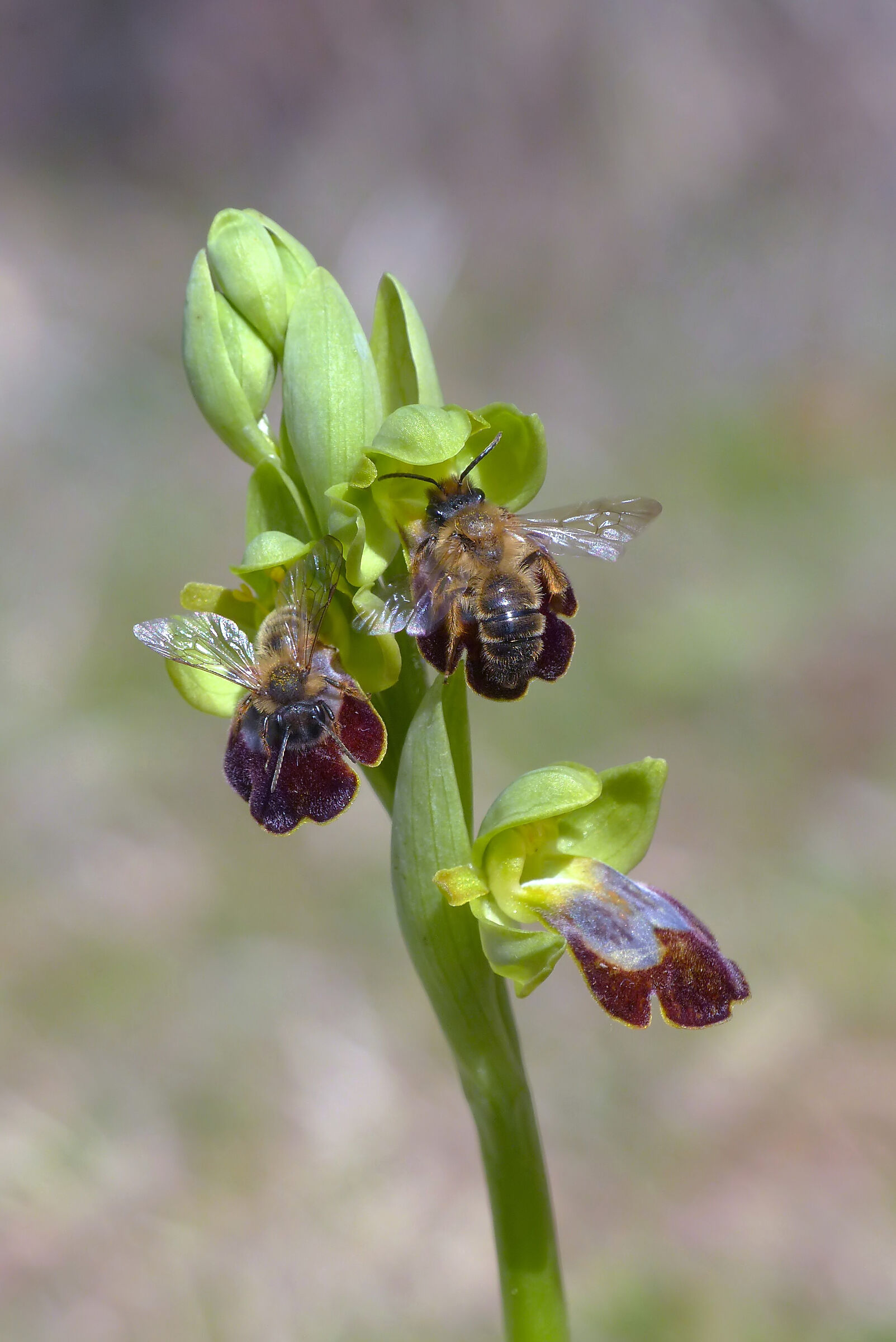 Ophrys lupercalis with Andrena nigroaenea