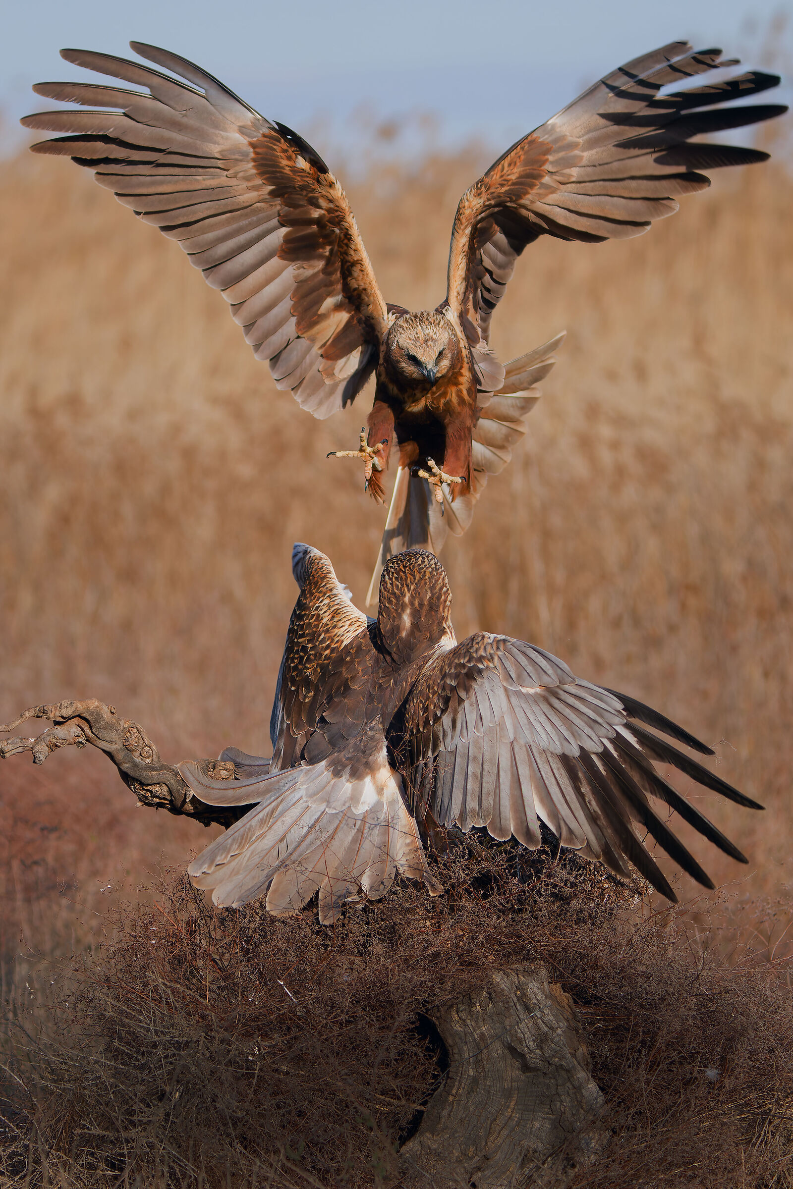 Marsh harrier