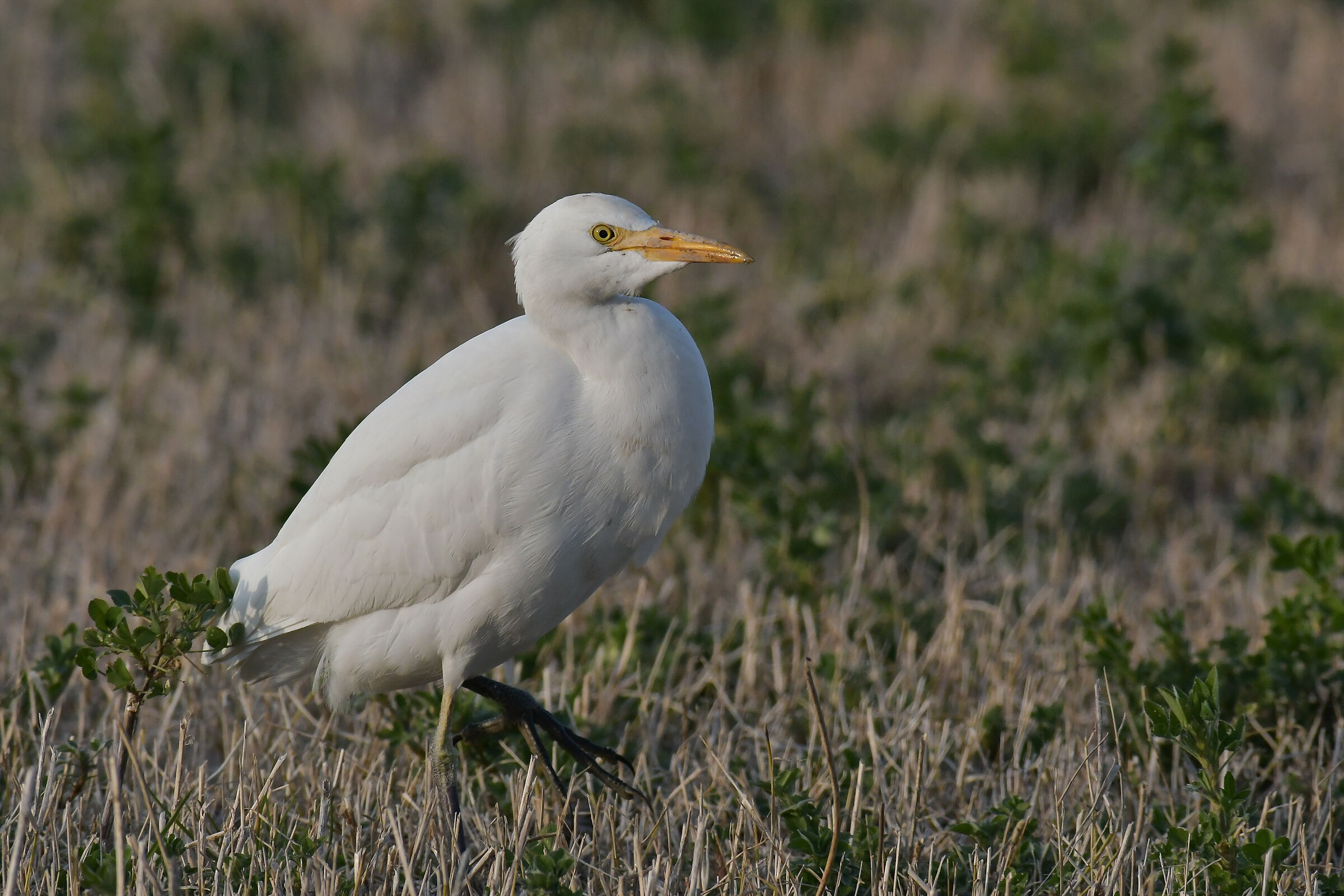 Cattle egret