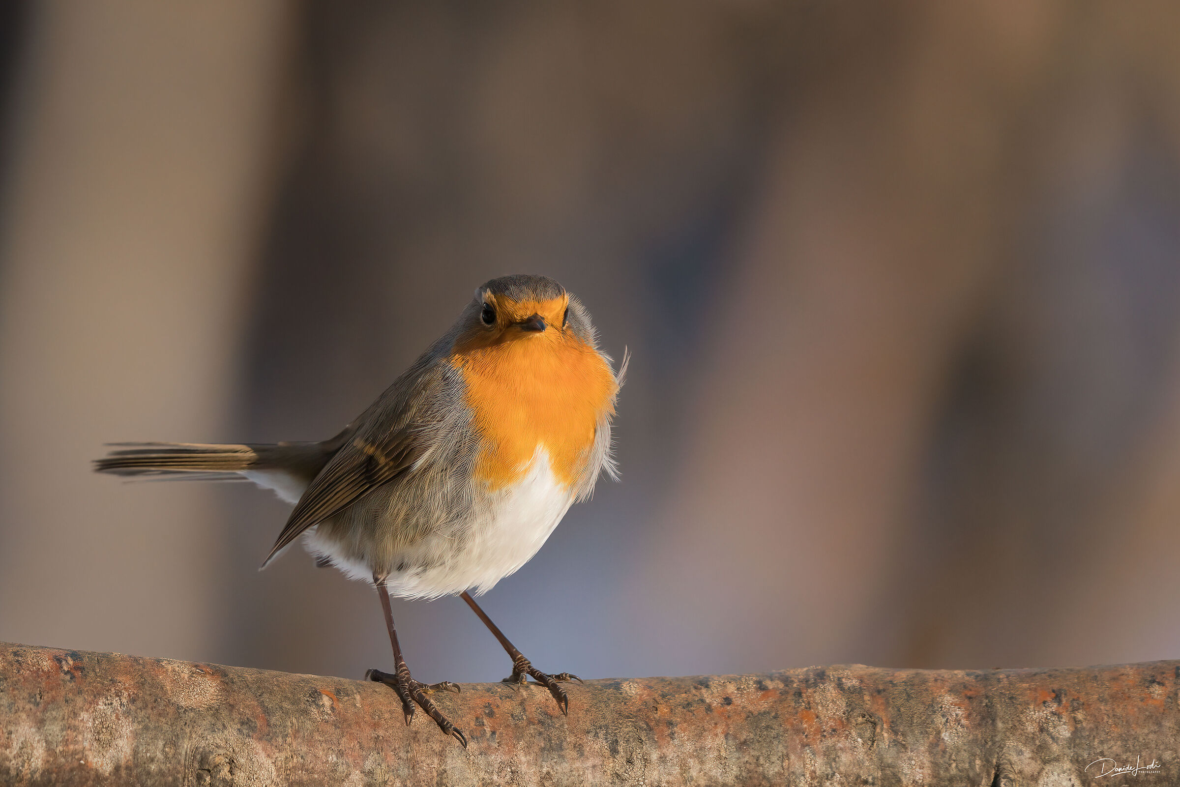 Robin