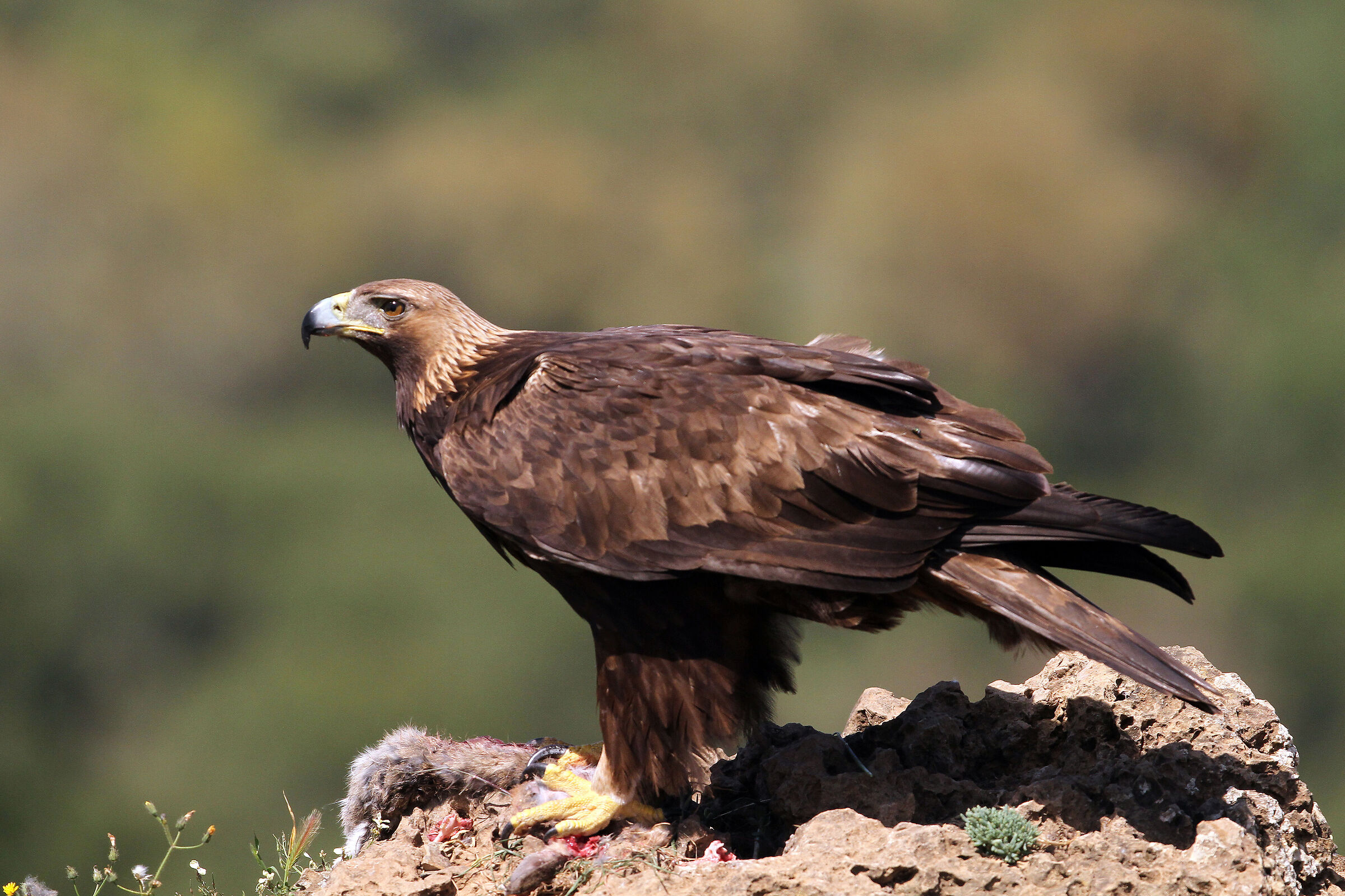 Golden eagle