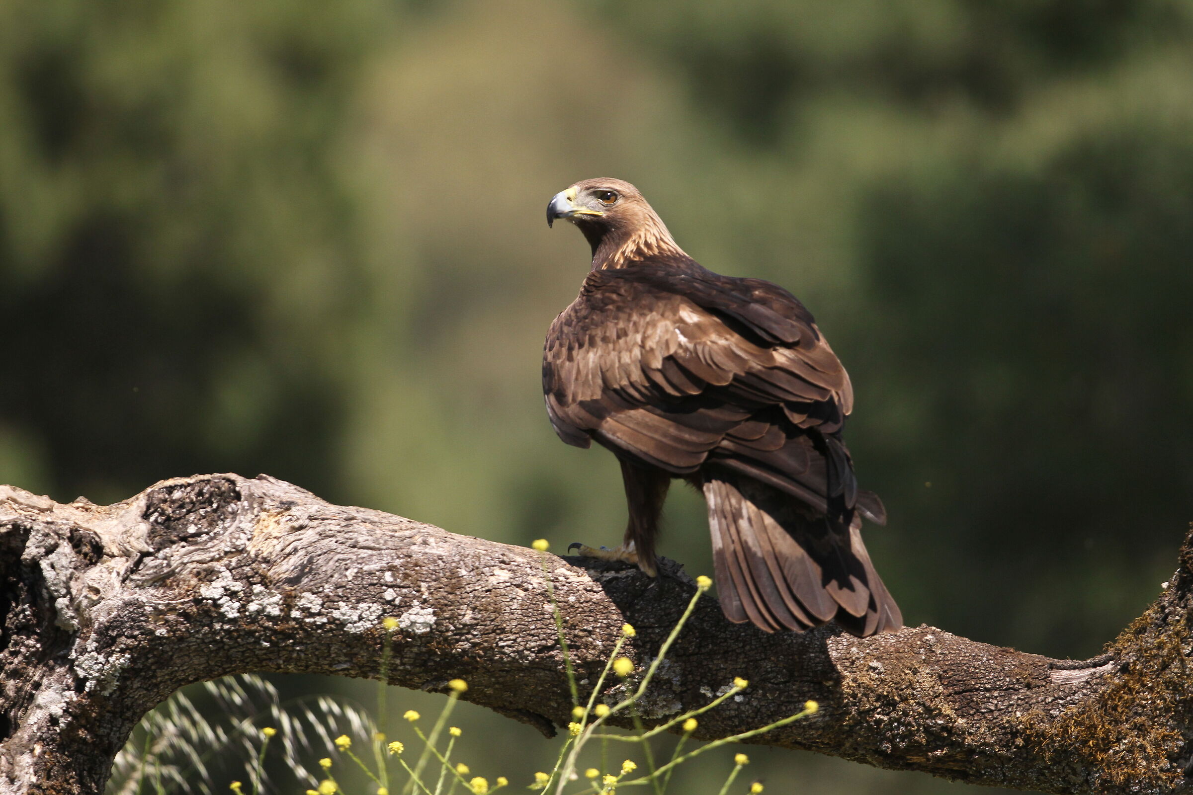 Golden eagle