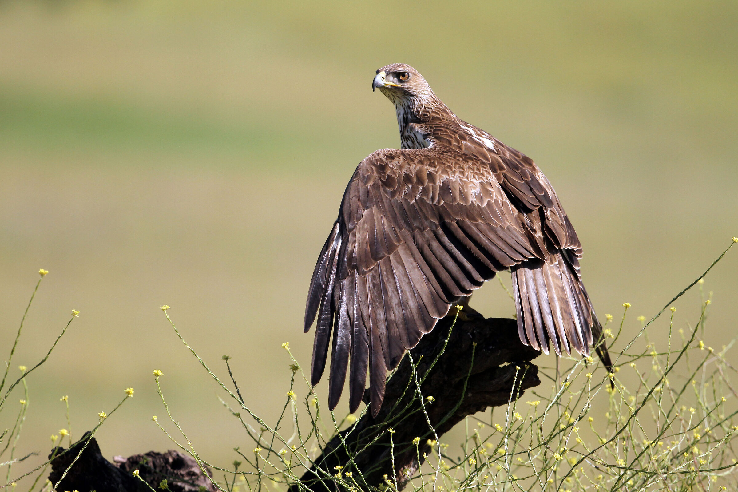 Bonelli's eagle