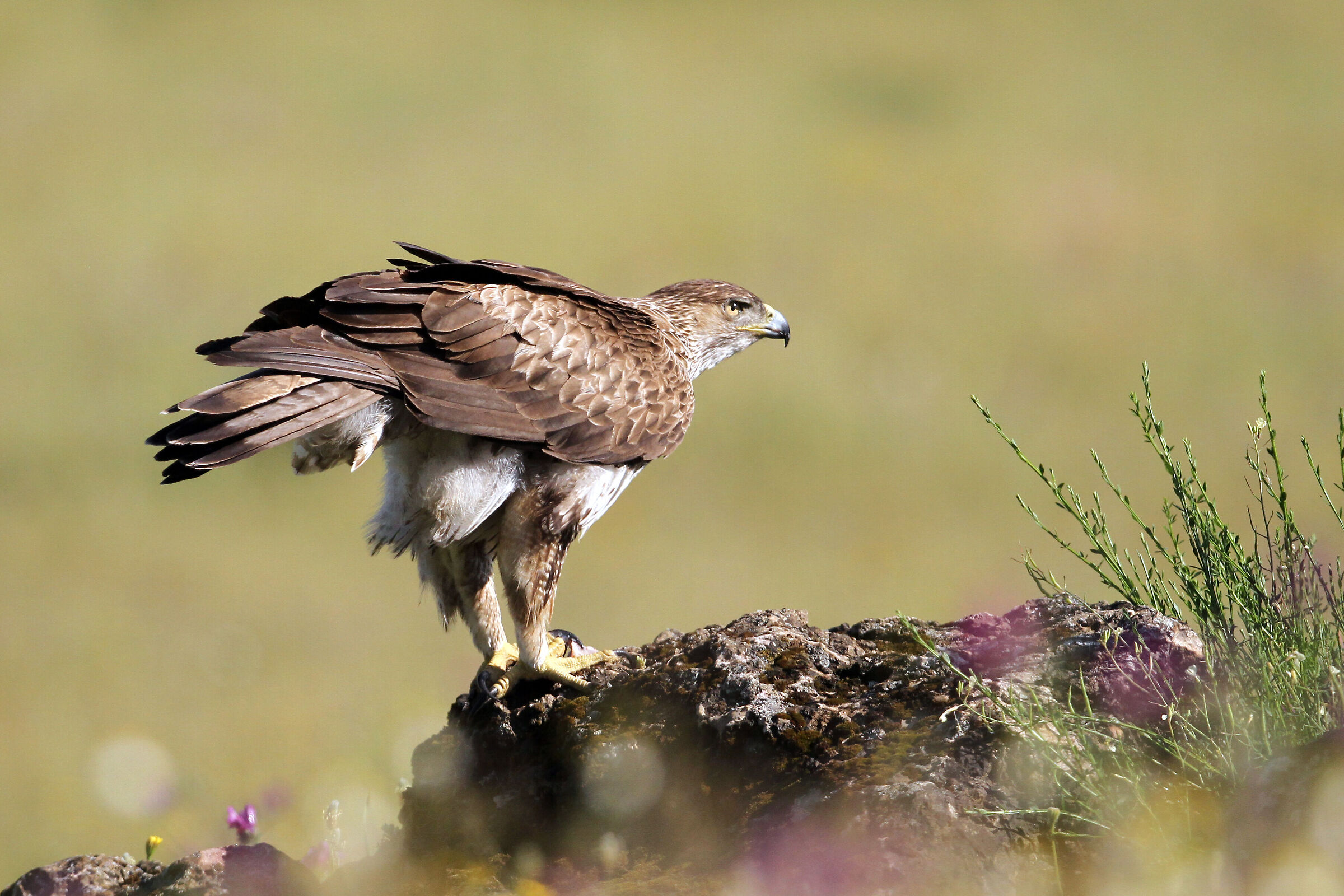 Bonelli's eagle