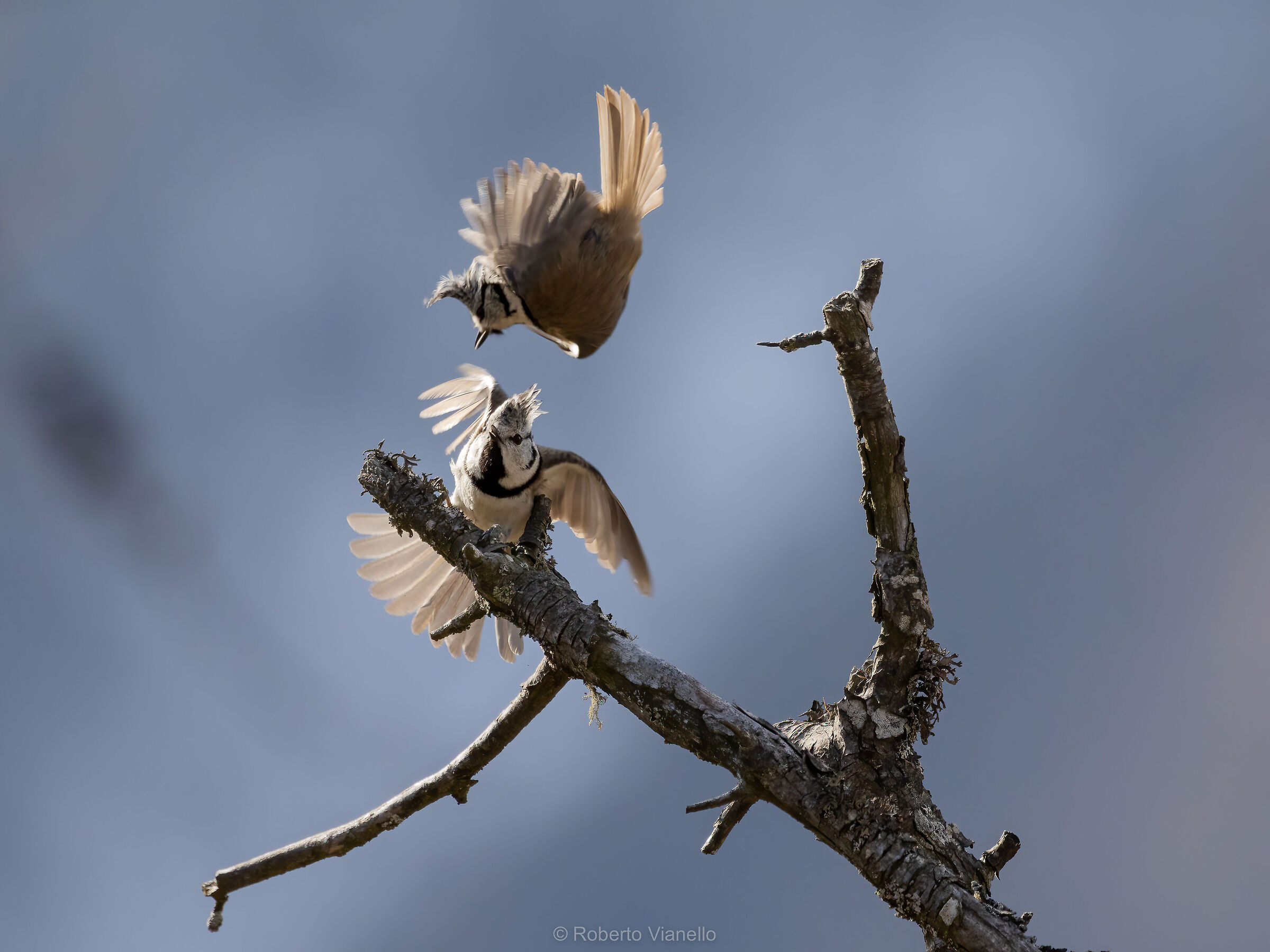 Cince dal ciuffo (Lophophanes cristatus)