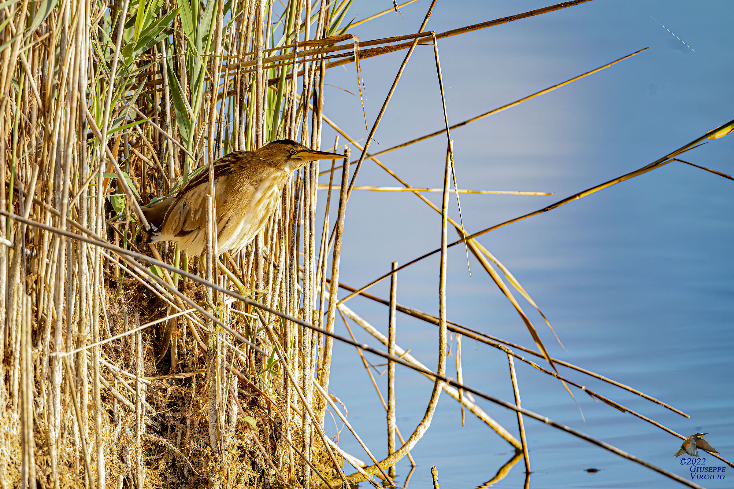 Young bittern Sardinia (2022)