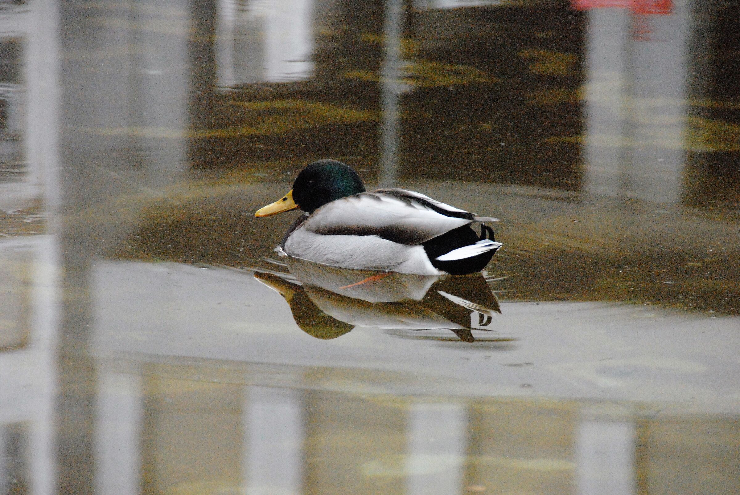 Papera galleggiante.