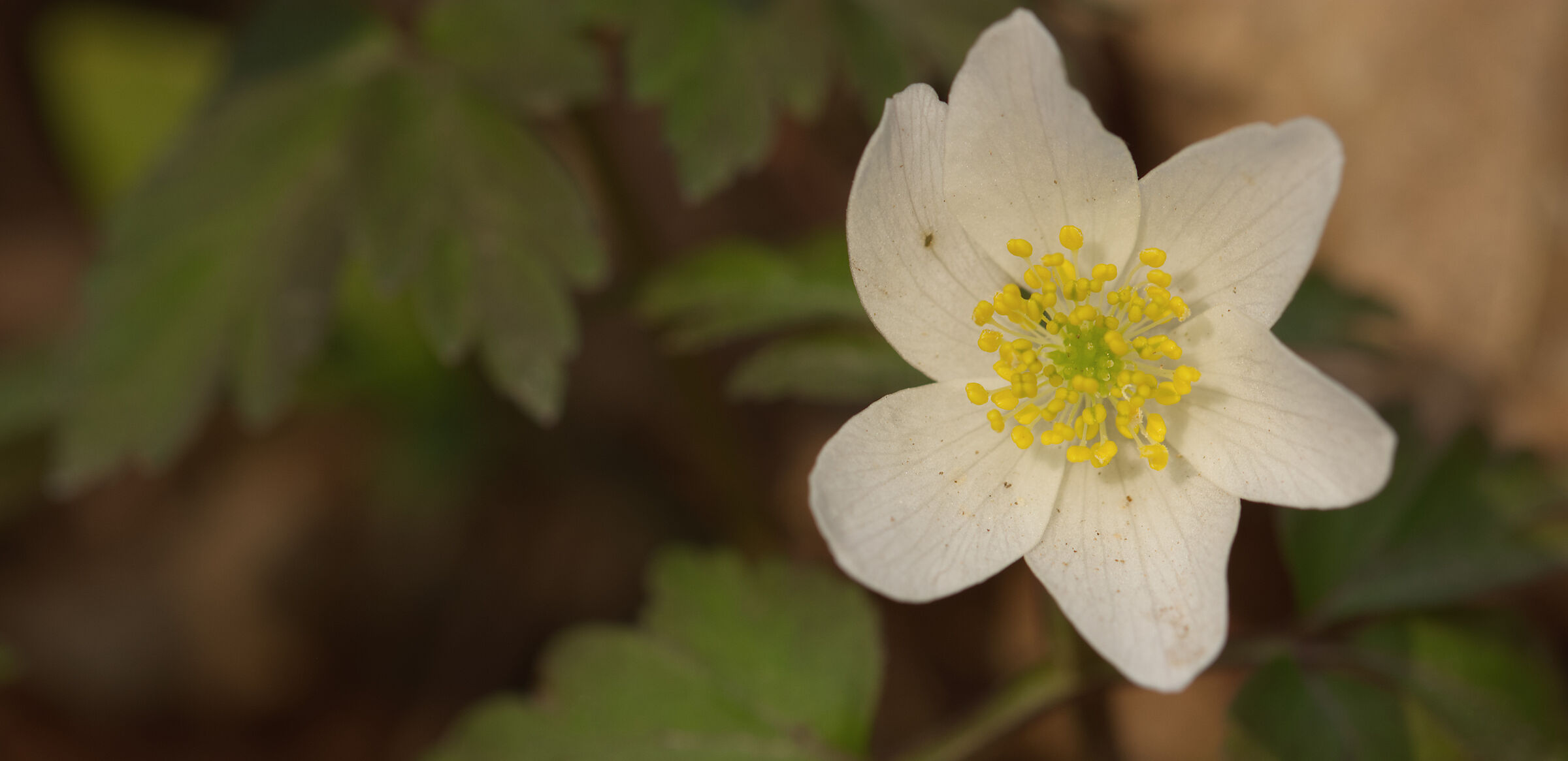 Nemorosa anemone