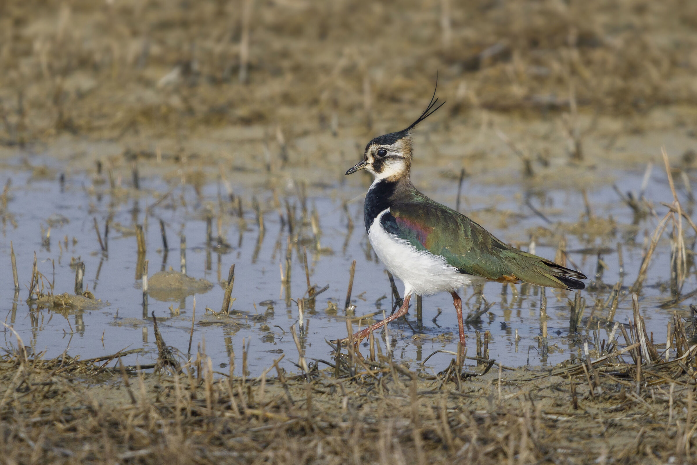 The march of the lapwing