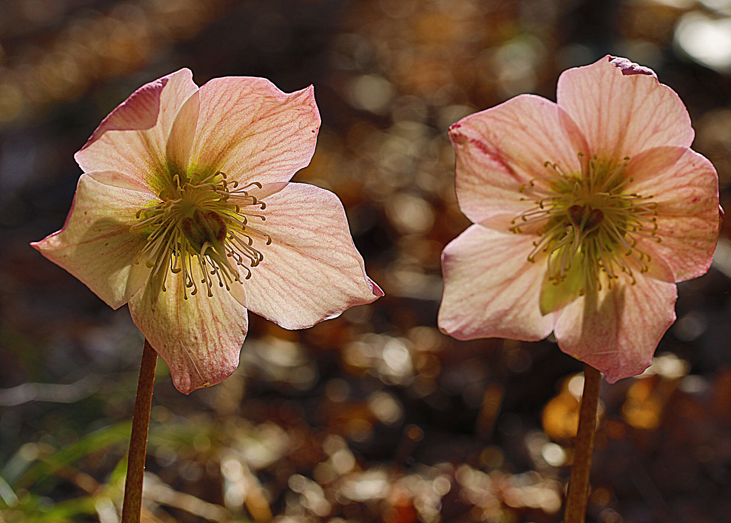 HELLEBORES