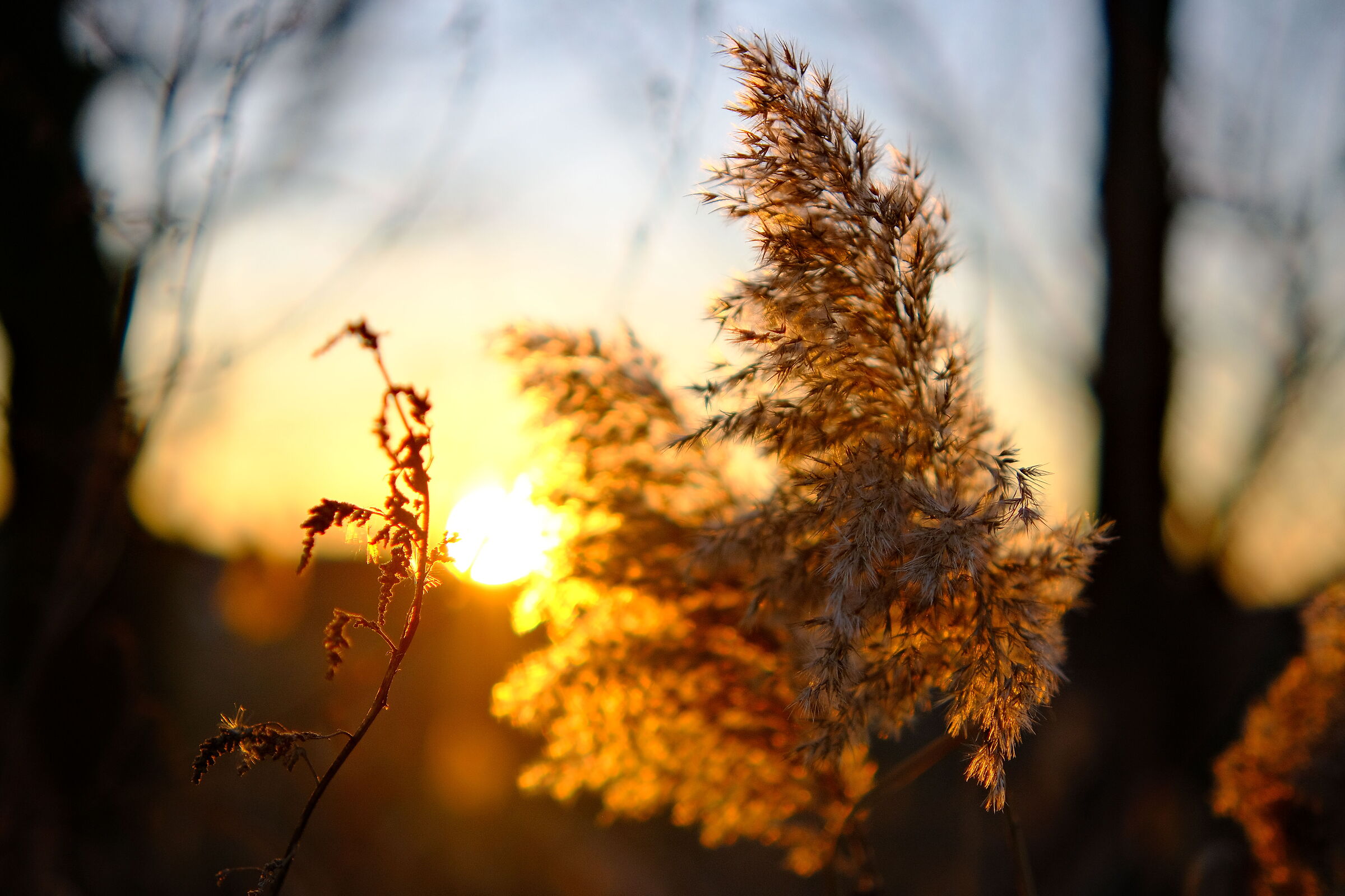 ... nature at sunset ...