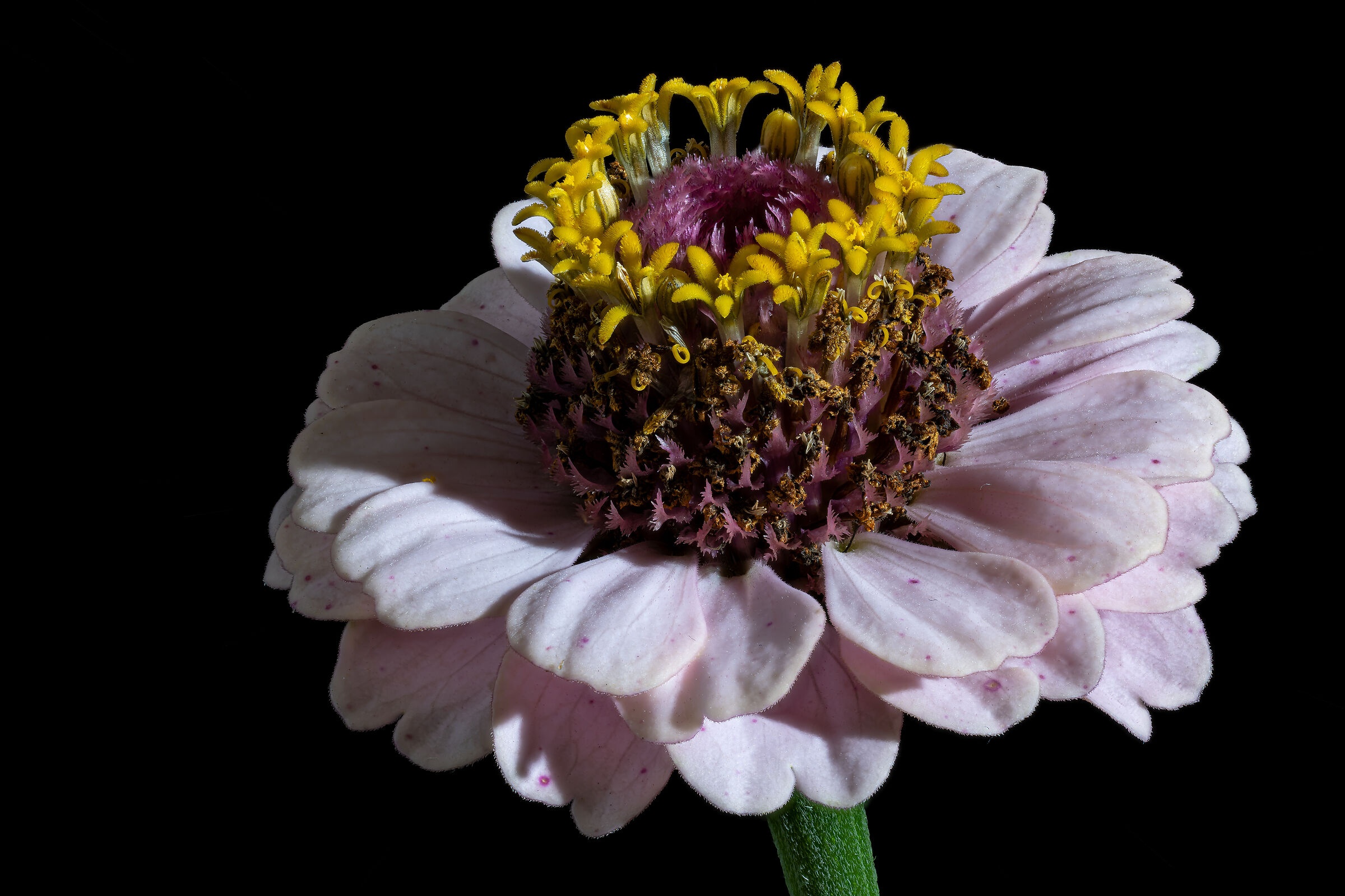 Zinnia