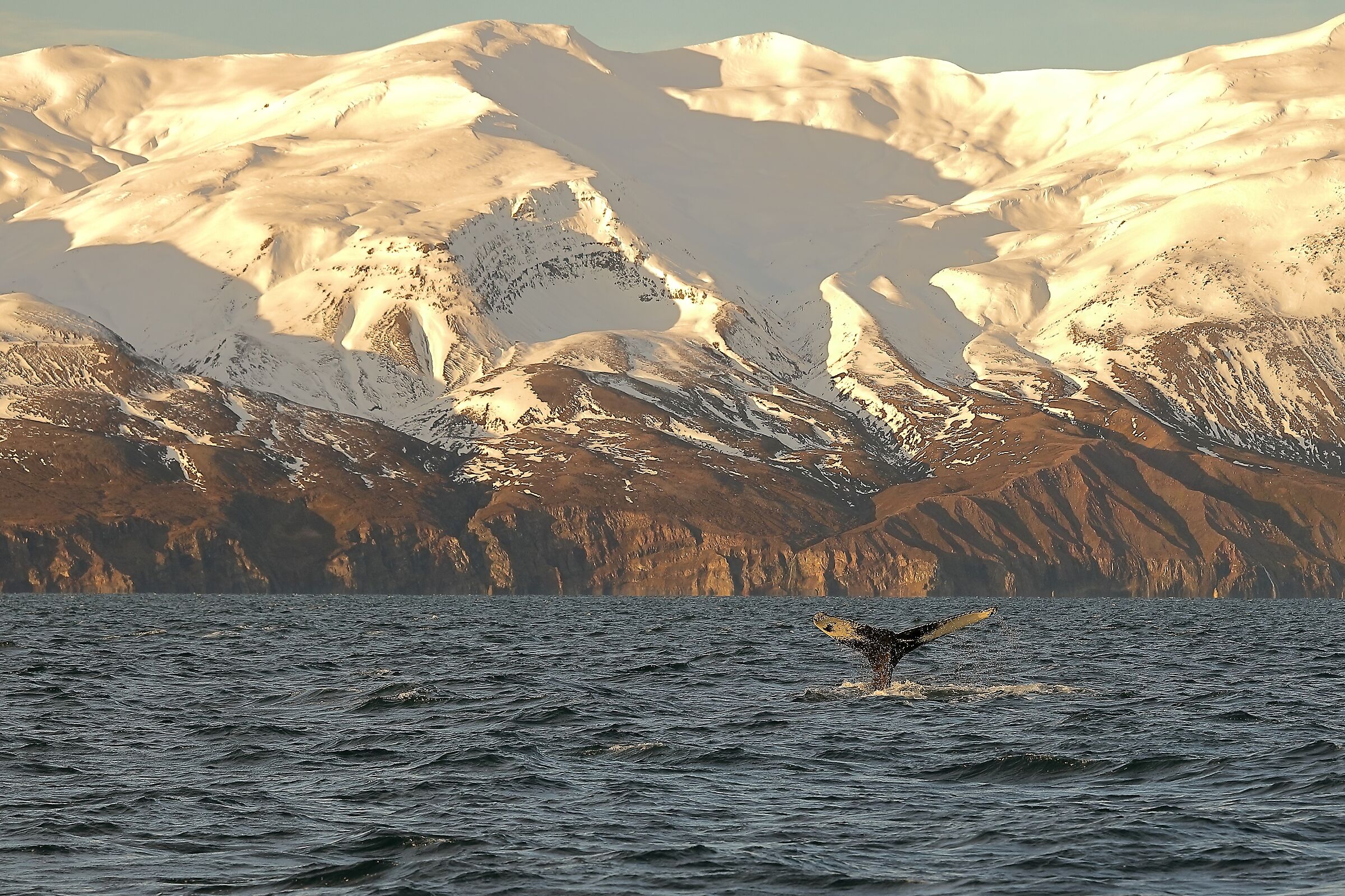 Whale