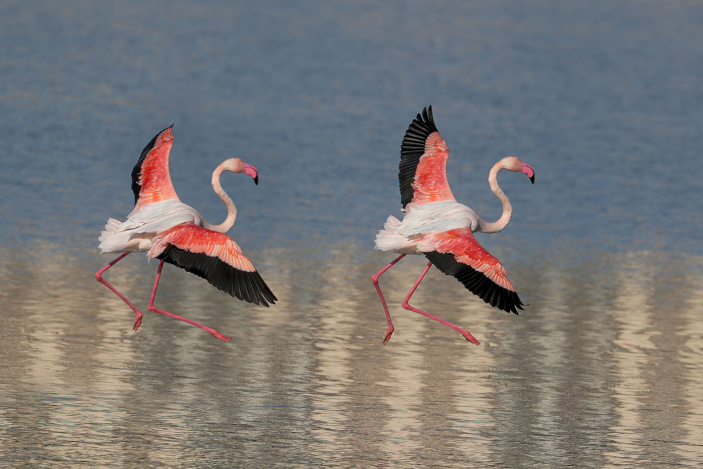 Pink flamingos